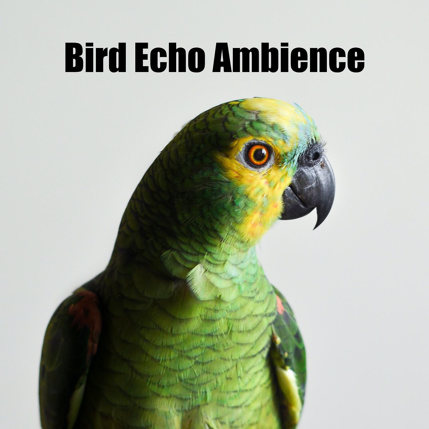 Релиз Bird Echo Ambience