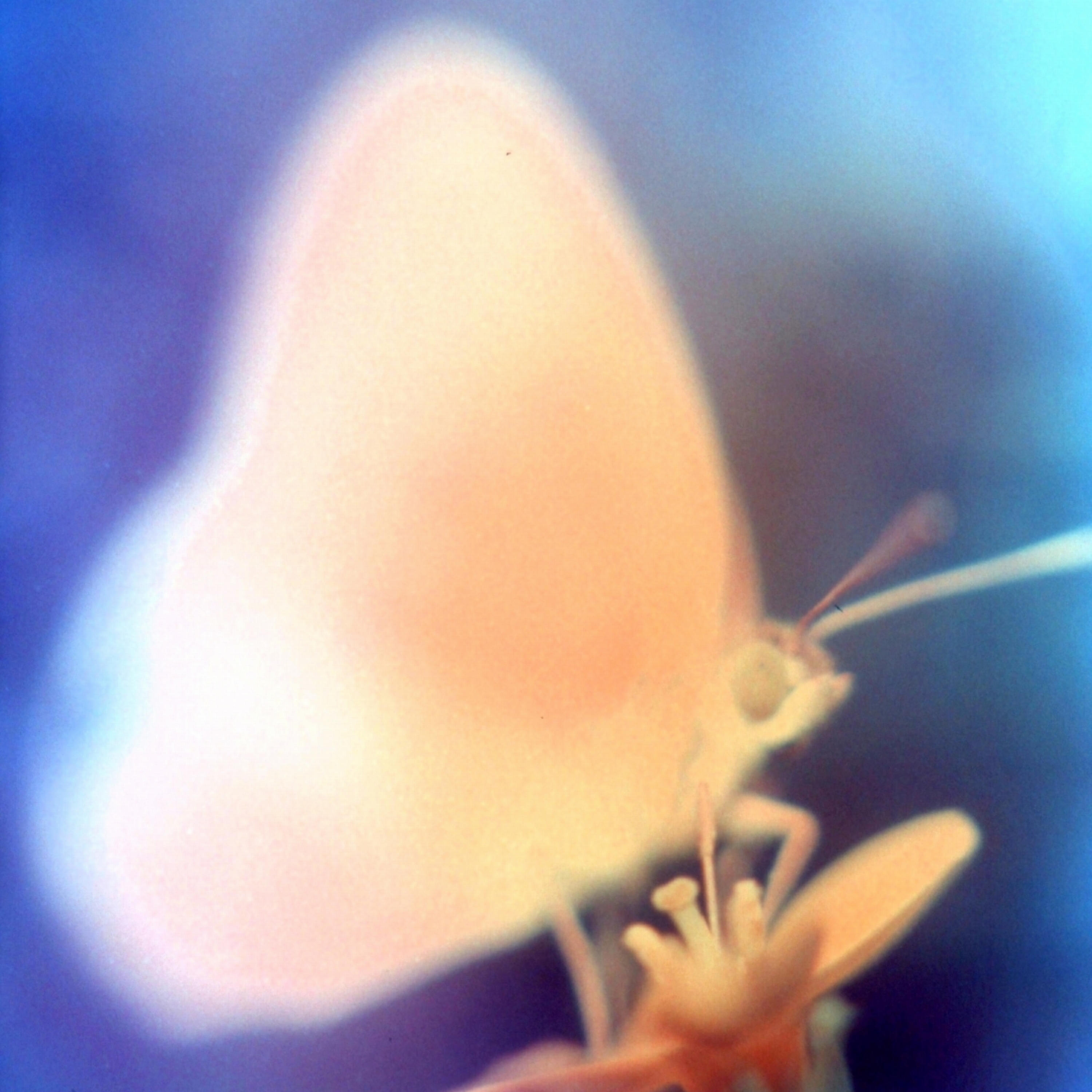 Релиз Life Spectra