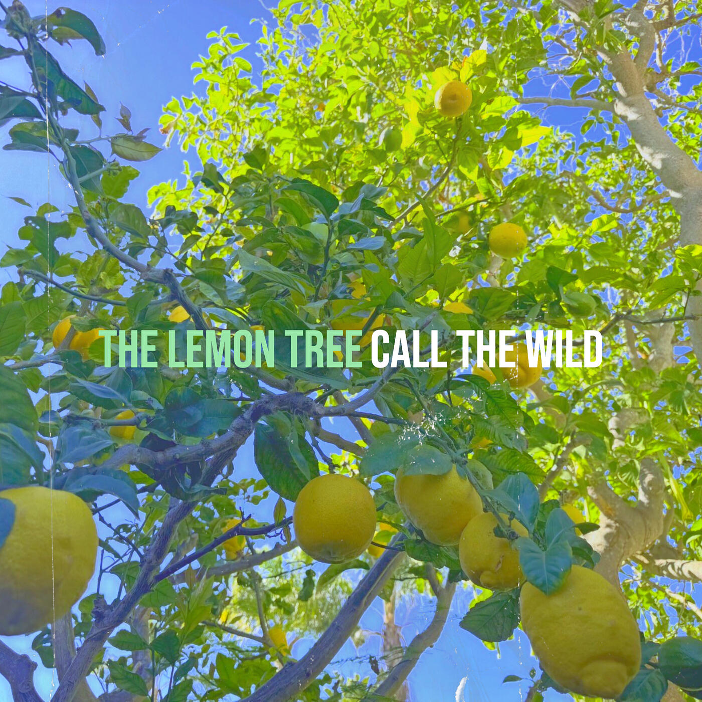 Call the Wild