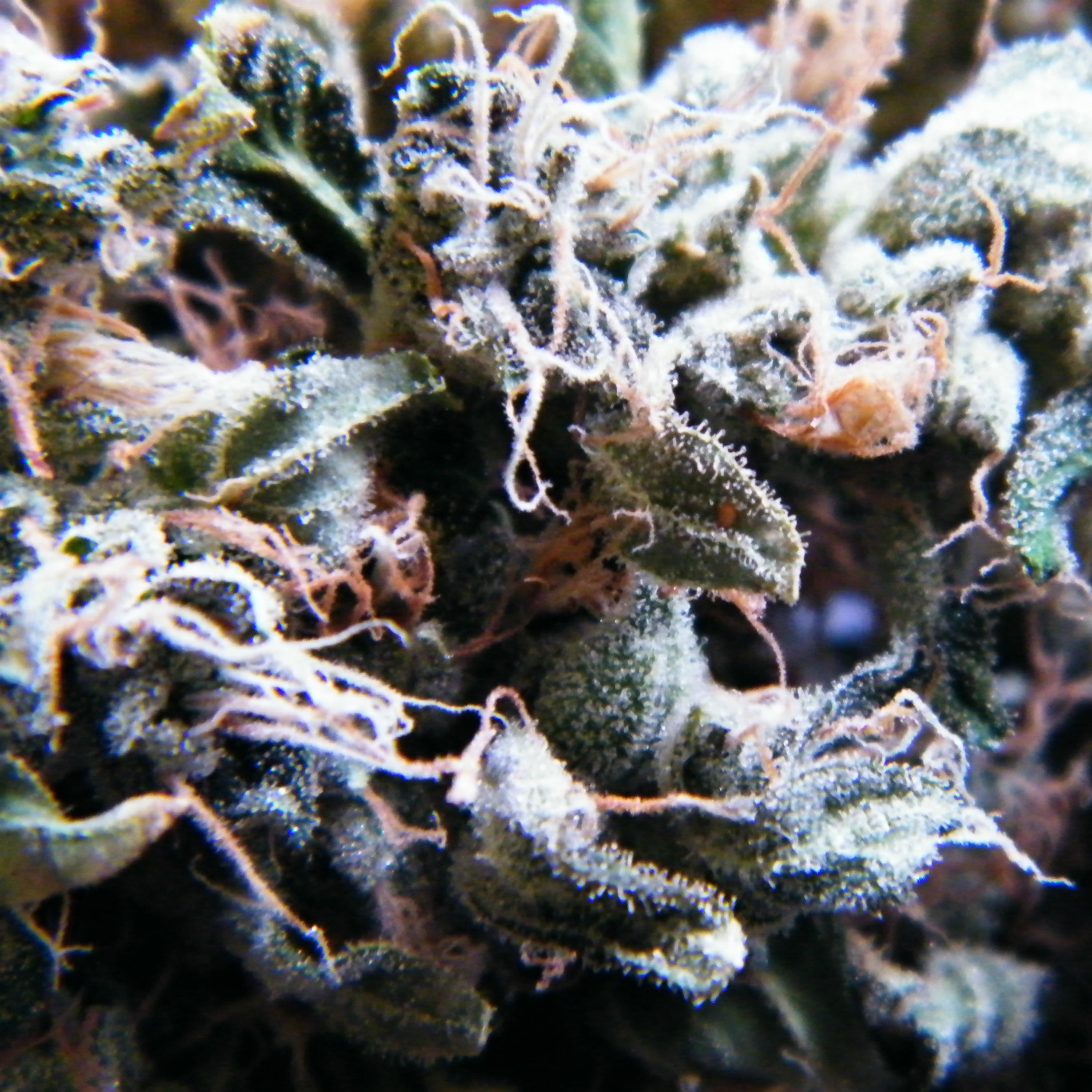 Релиз Legalize It