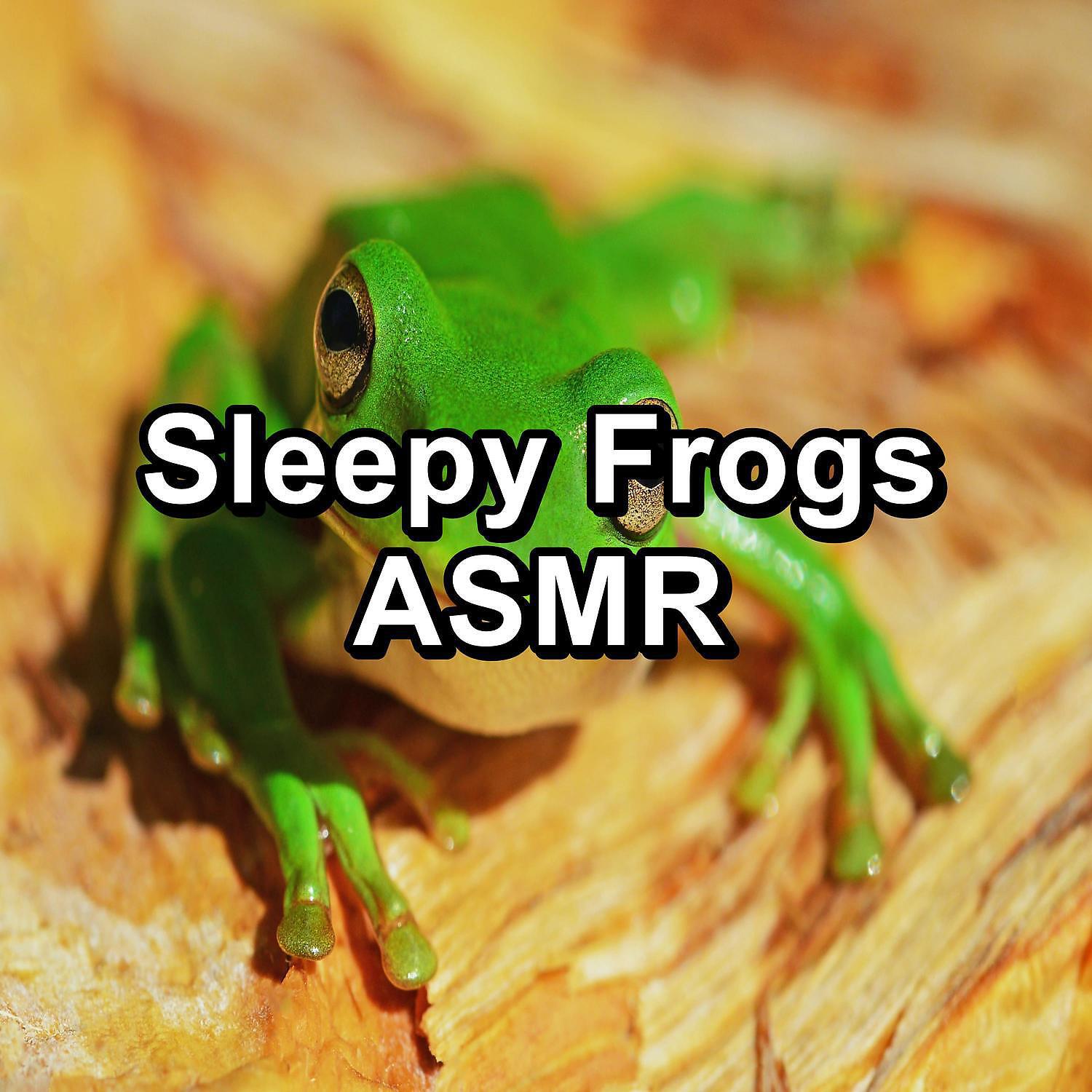 Релиз Sleepy Frogs ASMR