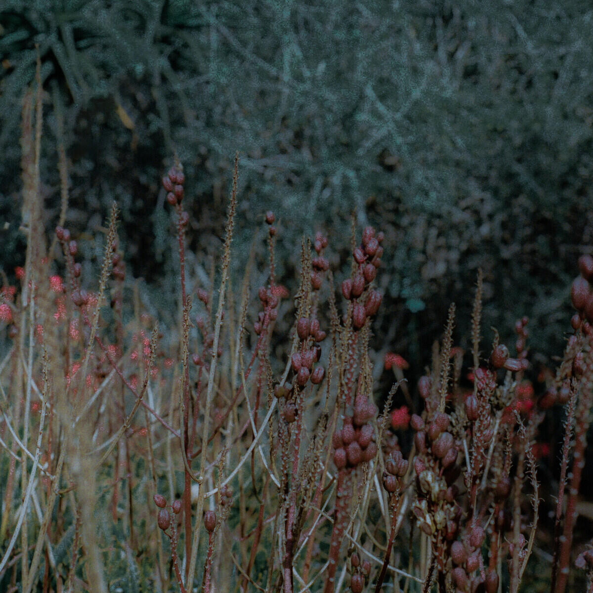 Релиз Flowers