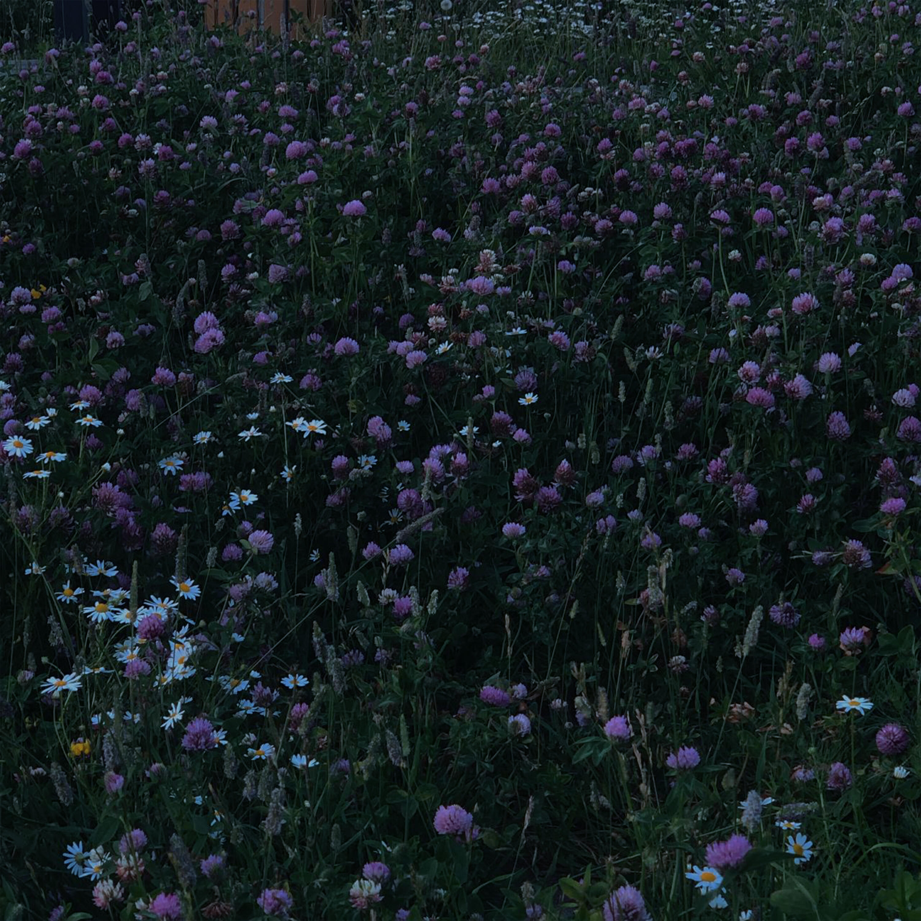 Релиз Summer Evening