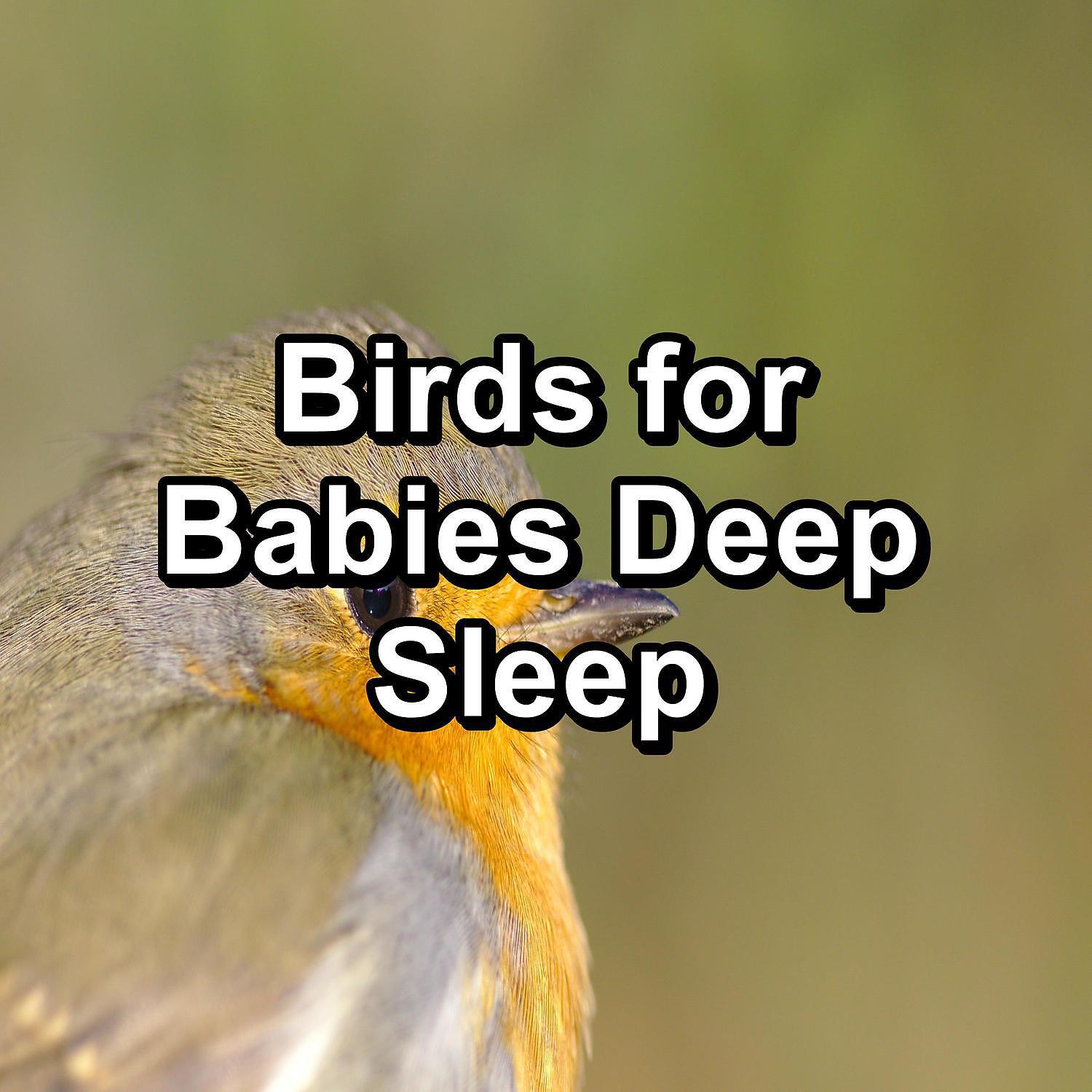 Релиз Birds for Babies Deep Sleep