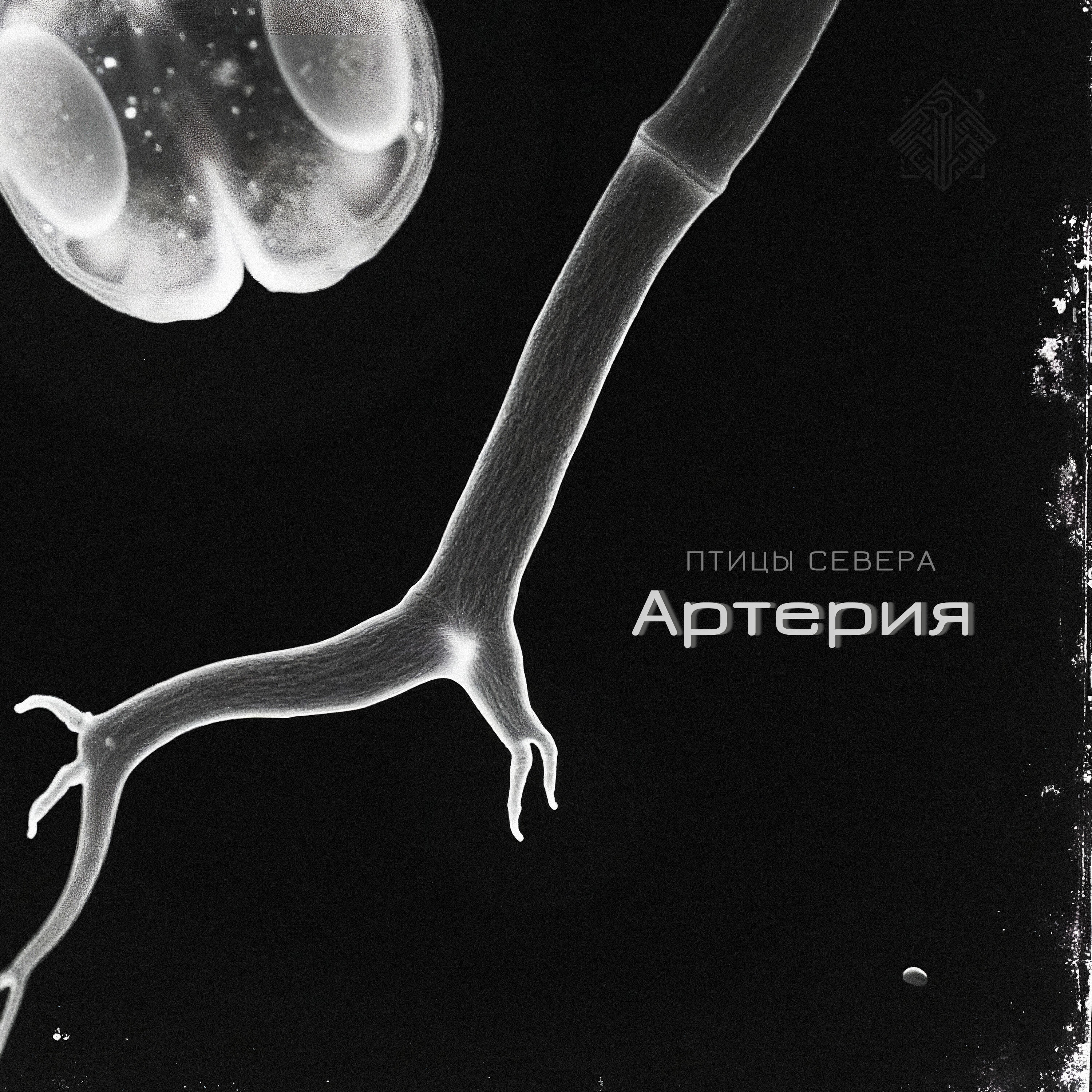 Релиз Артерия