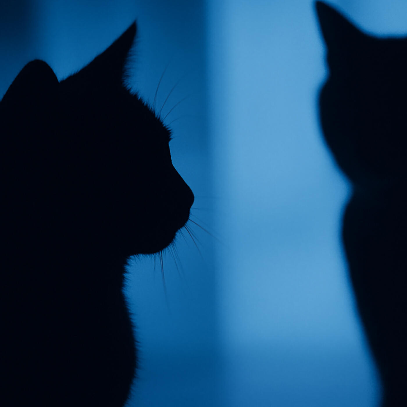 Релиз Synth Cat