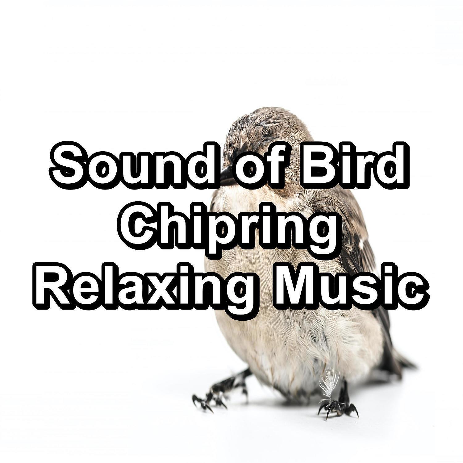 Релиз Sound of Bird Chipring Relaxing Music