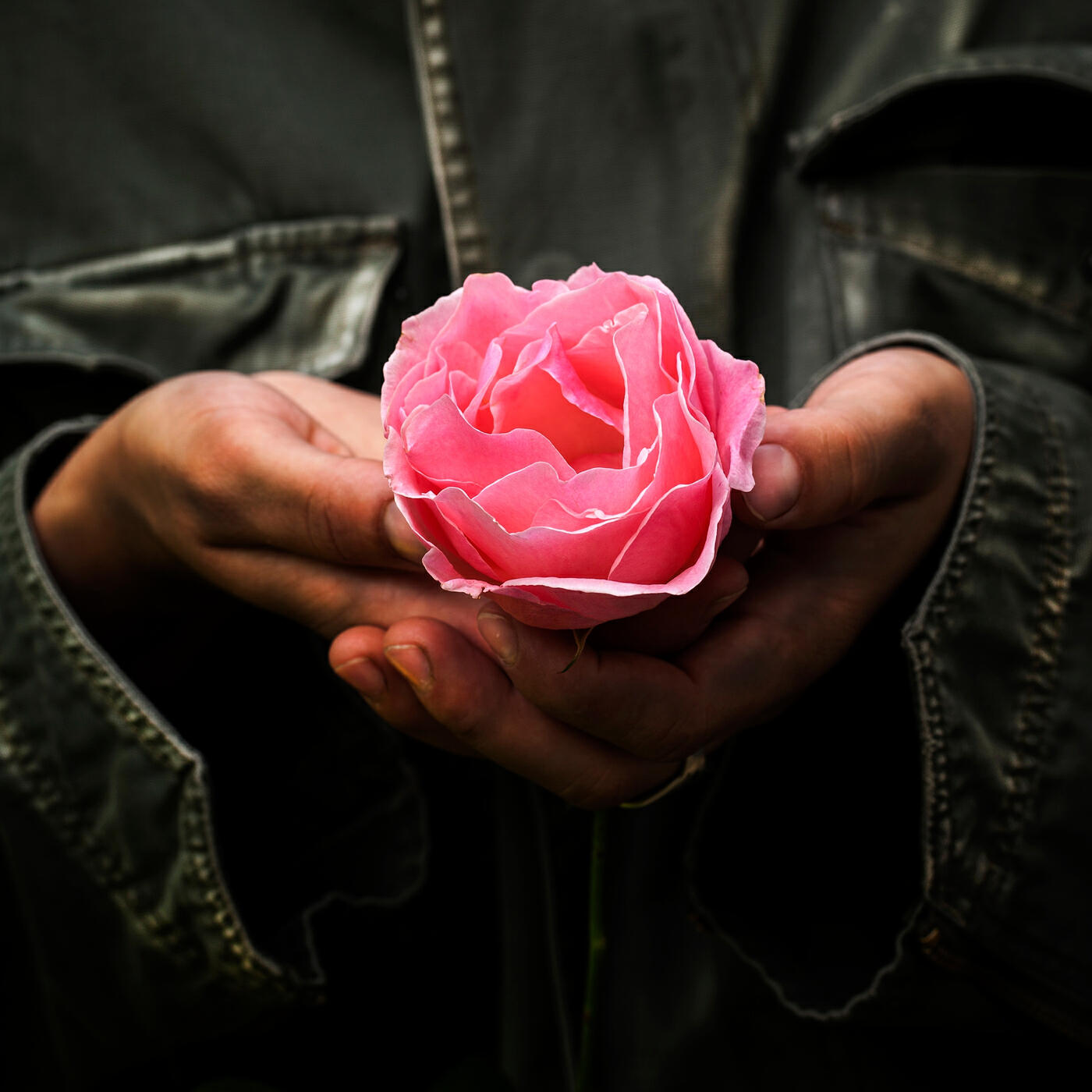 Релиз Pink Rose