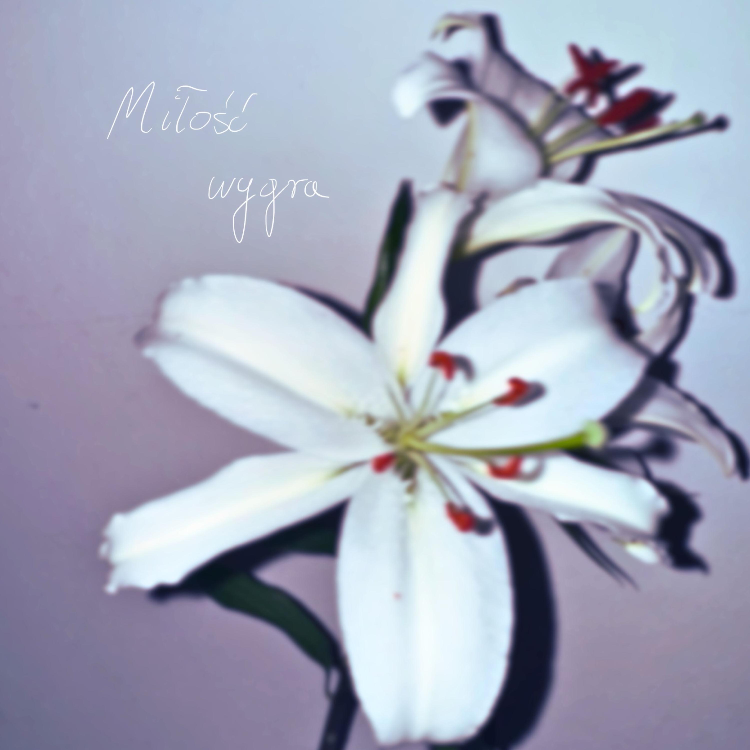 Релиз Miłość wygra