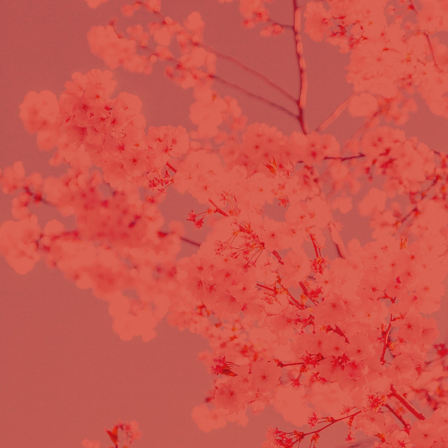 Релиз Opulent Music for Calming Moments - Duduk