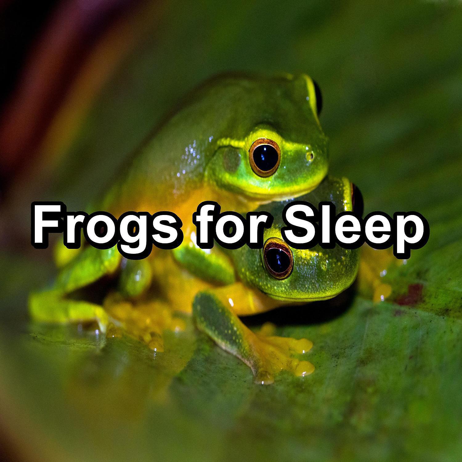 Релиз Frogs for Sleep