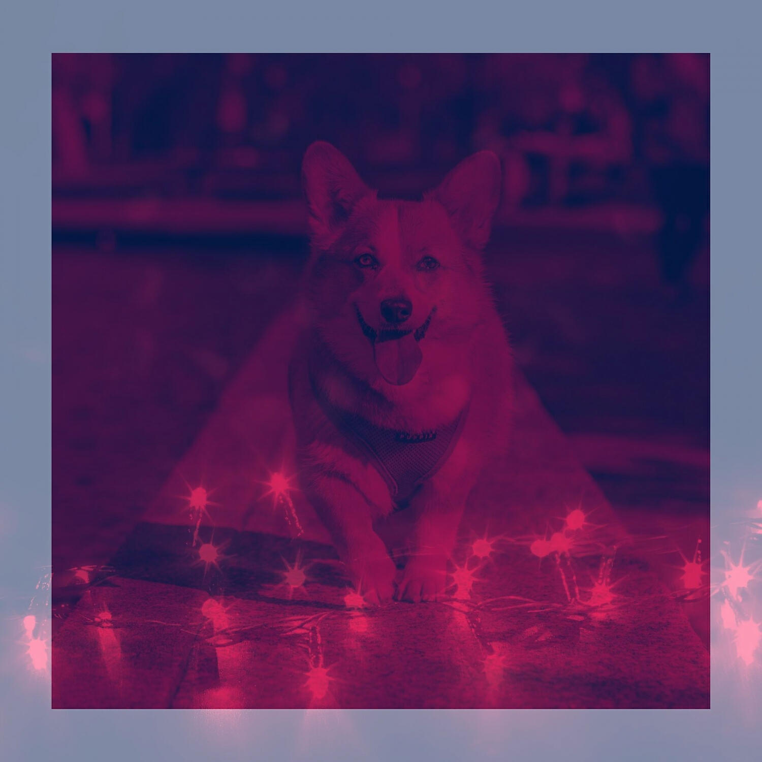 Dog Sleeping Soundtracks Deluxe