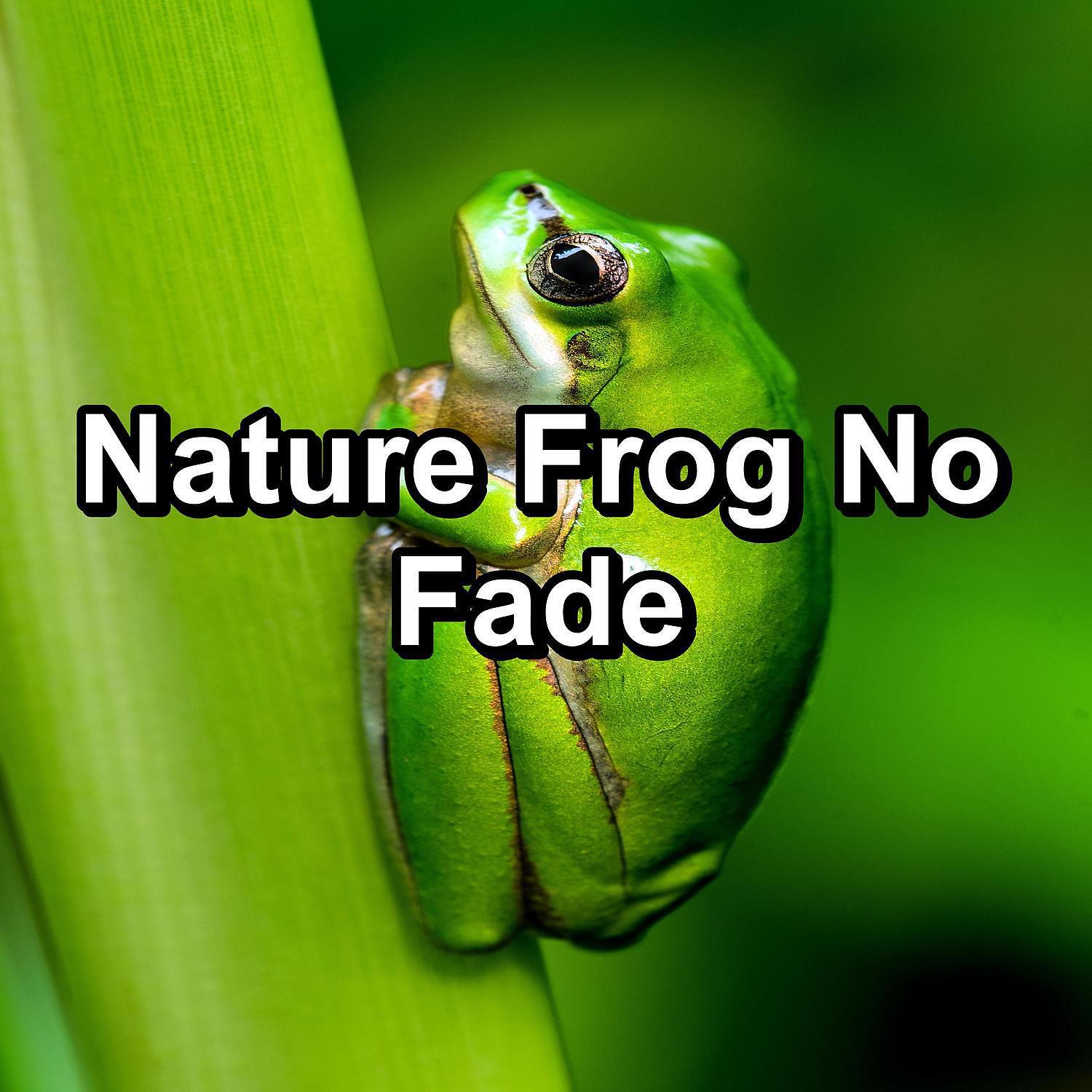 Релиз Nature Frog No Fade