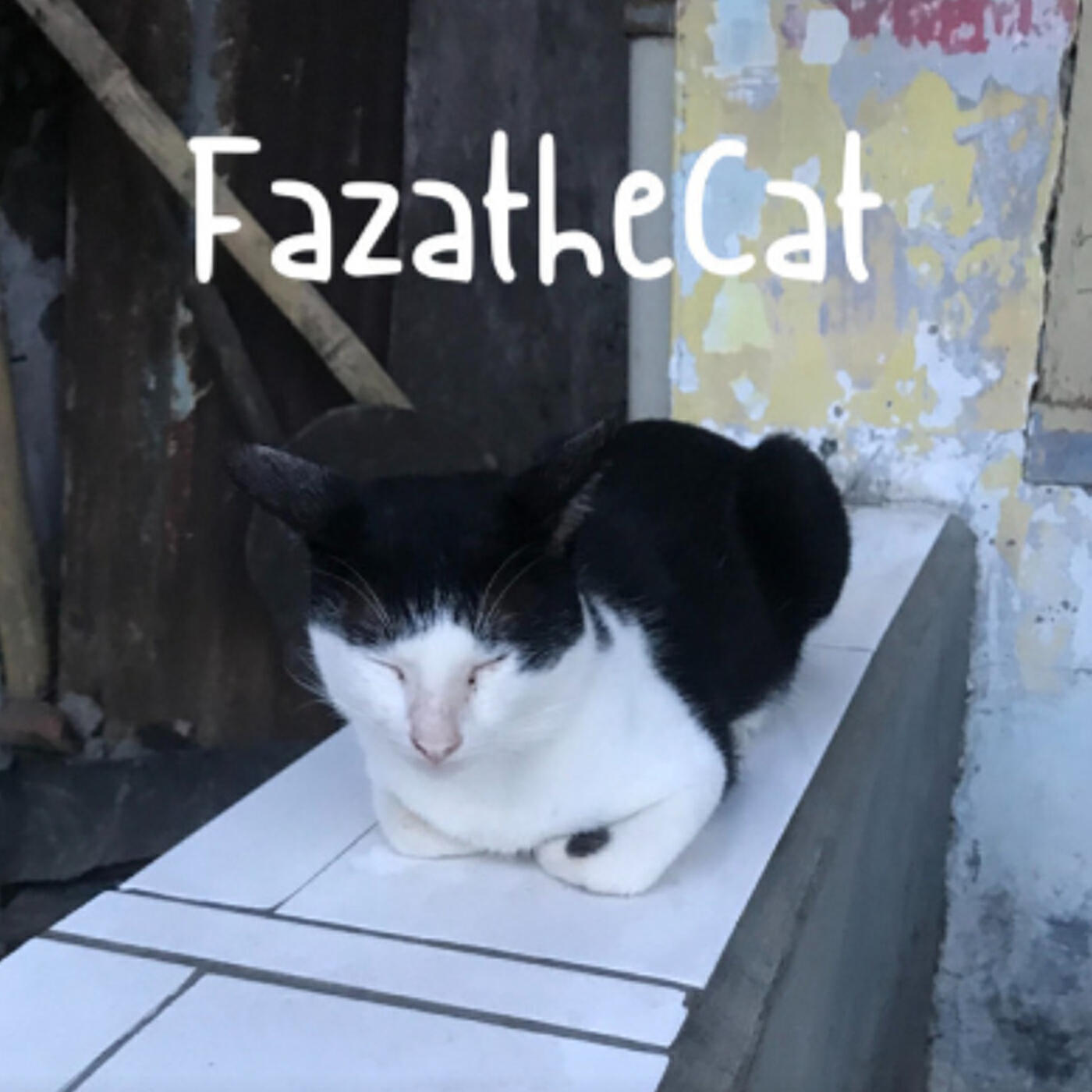 Релиз Miaw Cats