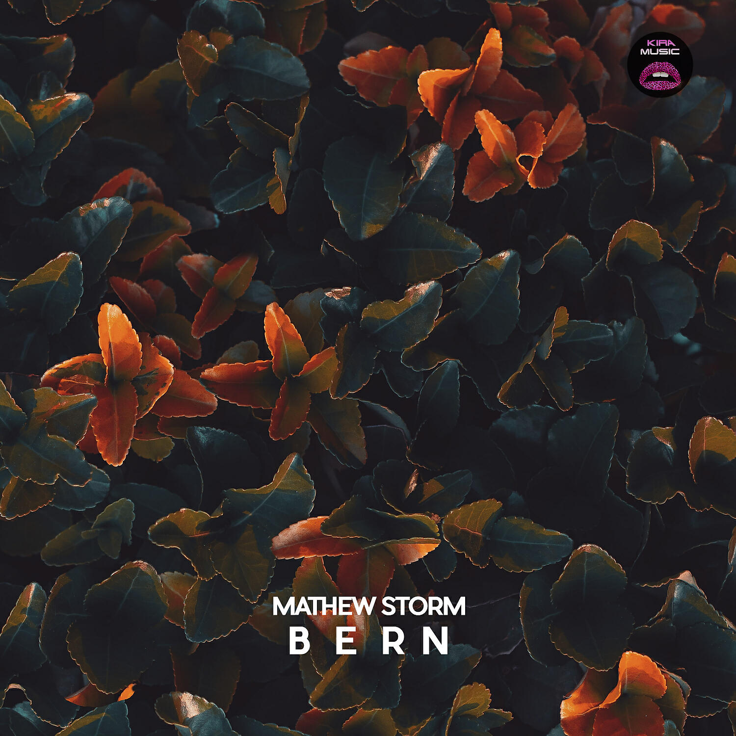 Релиз Bern