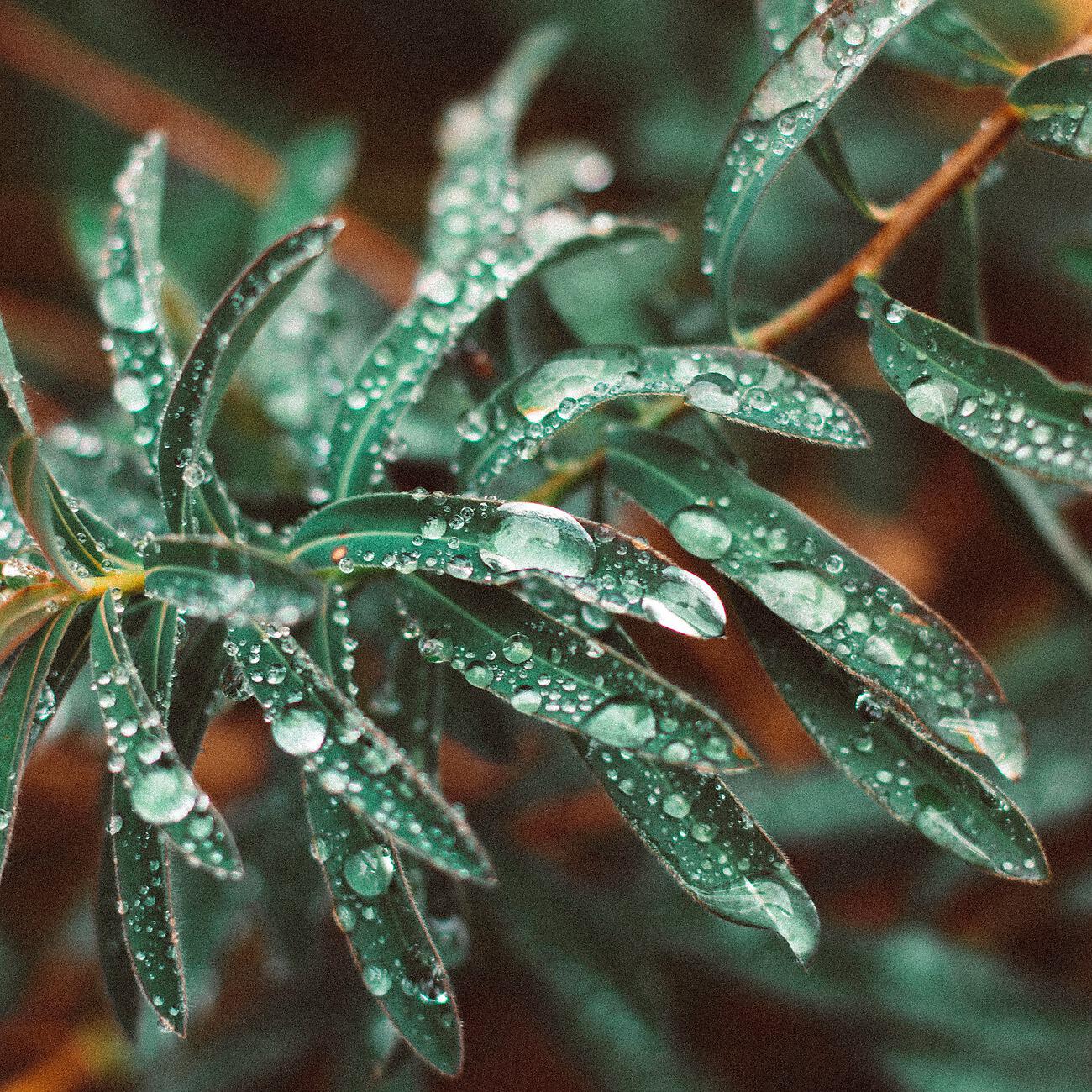 Релиз Gentle Sounds of Rain