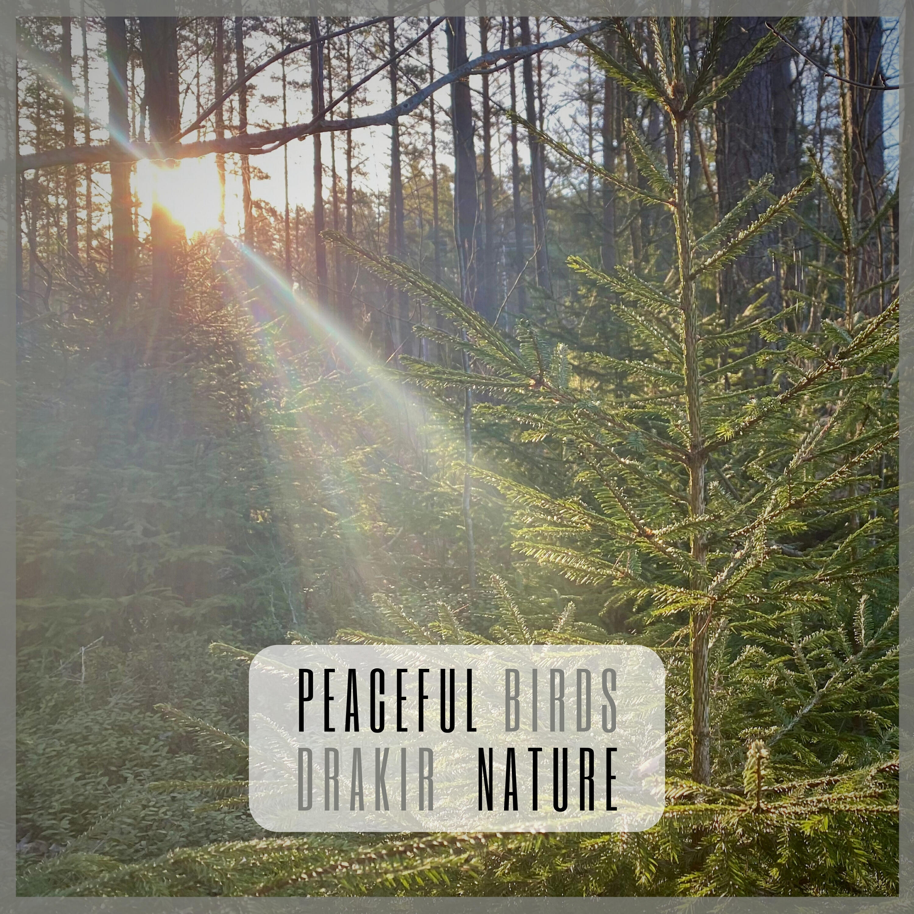 Релиз Peaceful Birds