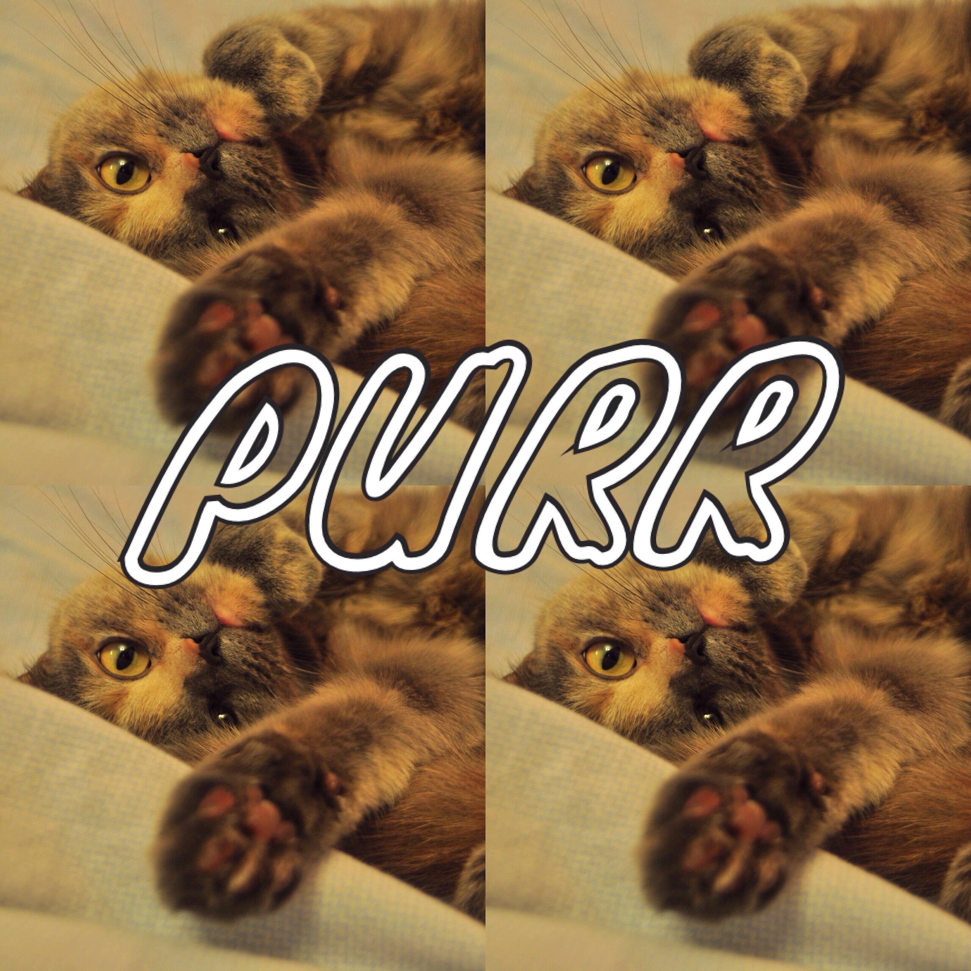 Релиз Purr