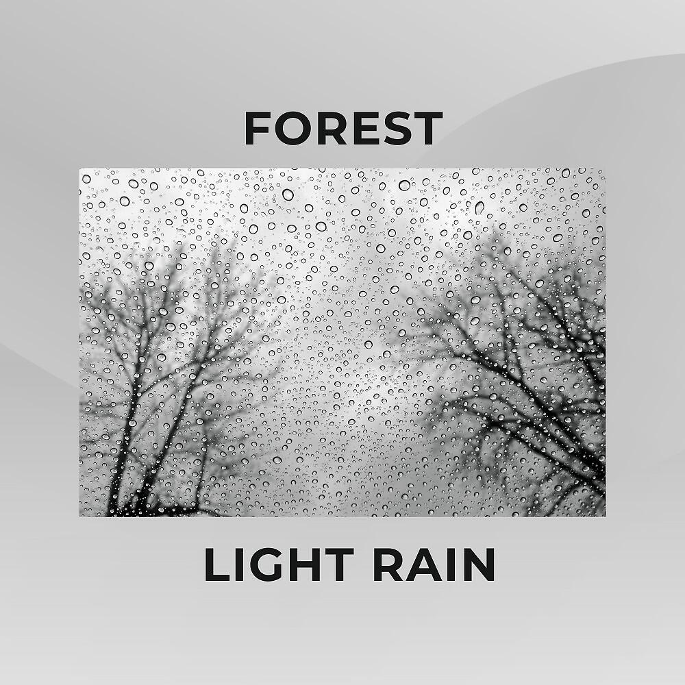 Релиз Forest Light Rain