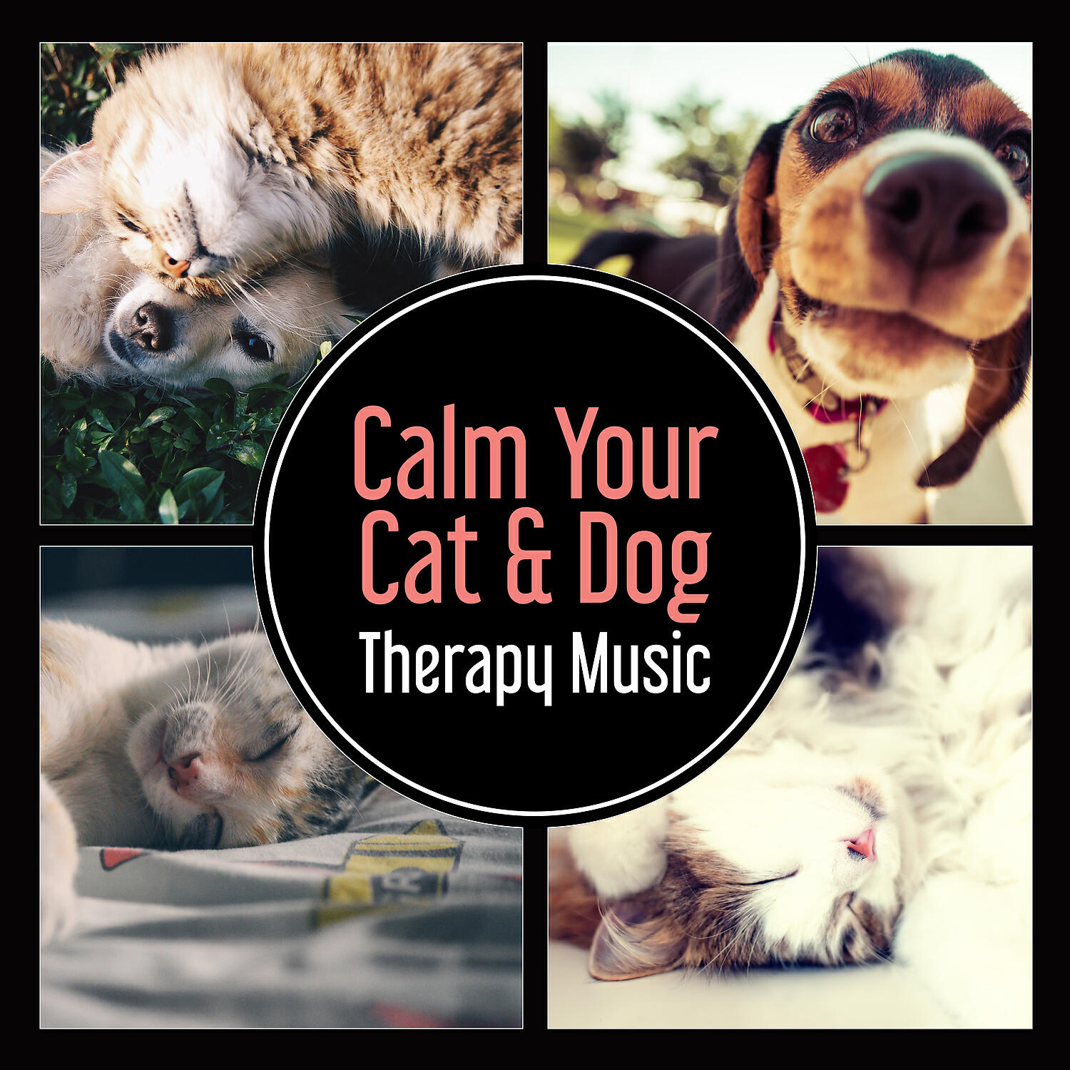 Релиз Calm Your Cat & Dog: Therapy Music – Inner Harmony, Animal Stress Relief, Deal with Anxiety, Psychic Healing with Positive Energy
