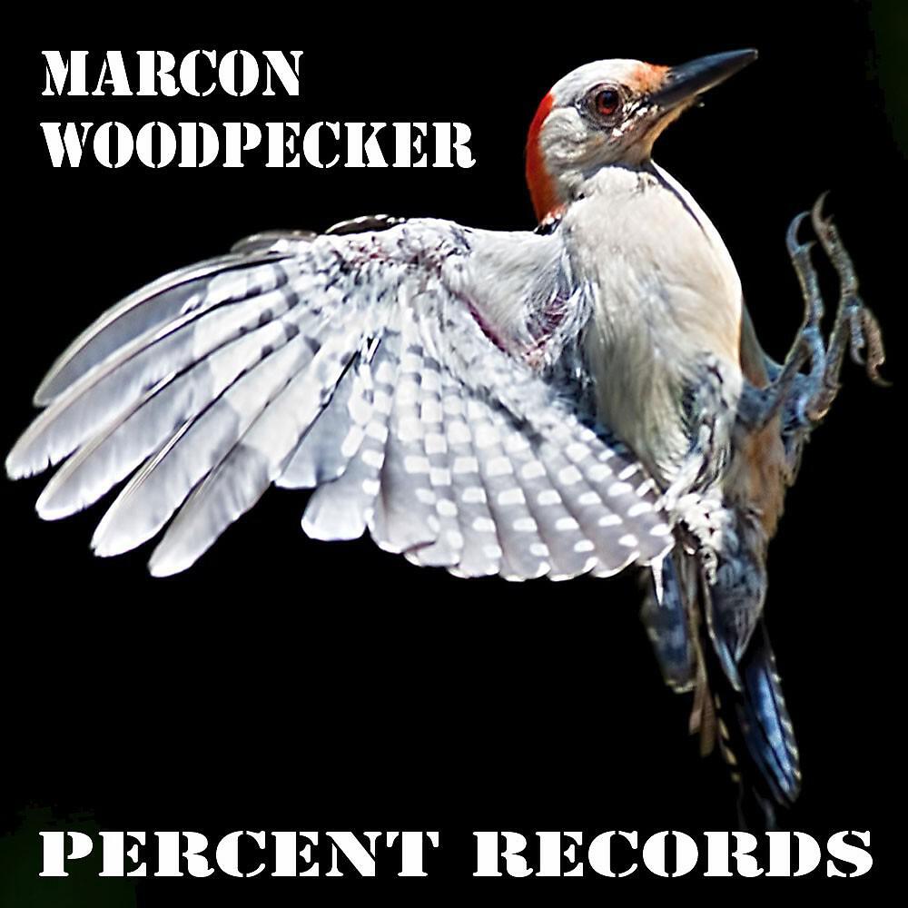 Релиз Woodpecker