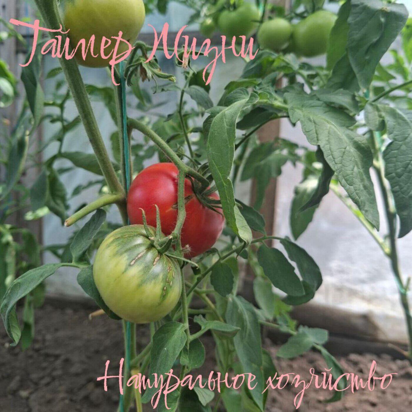 Изображение артиста