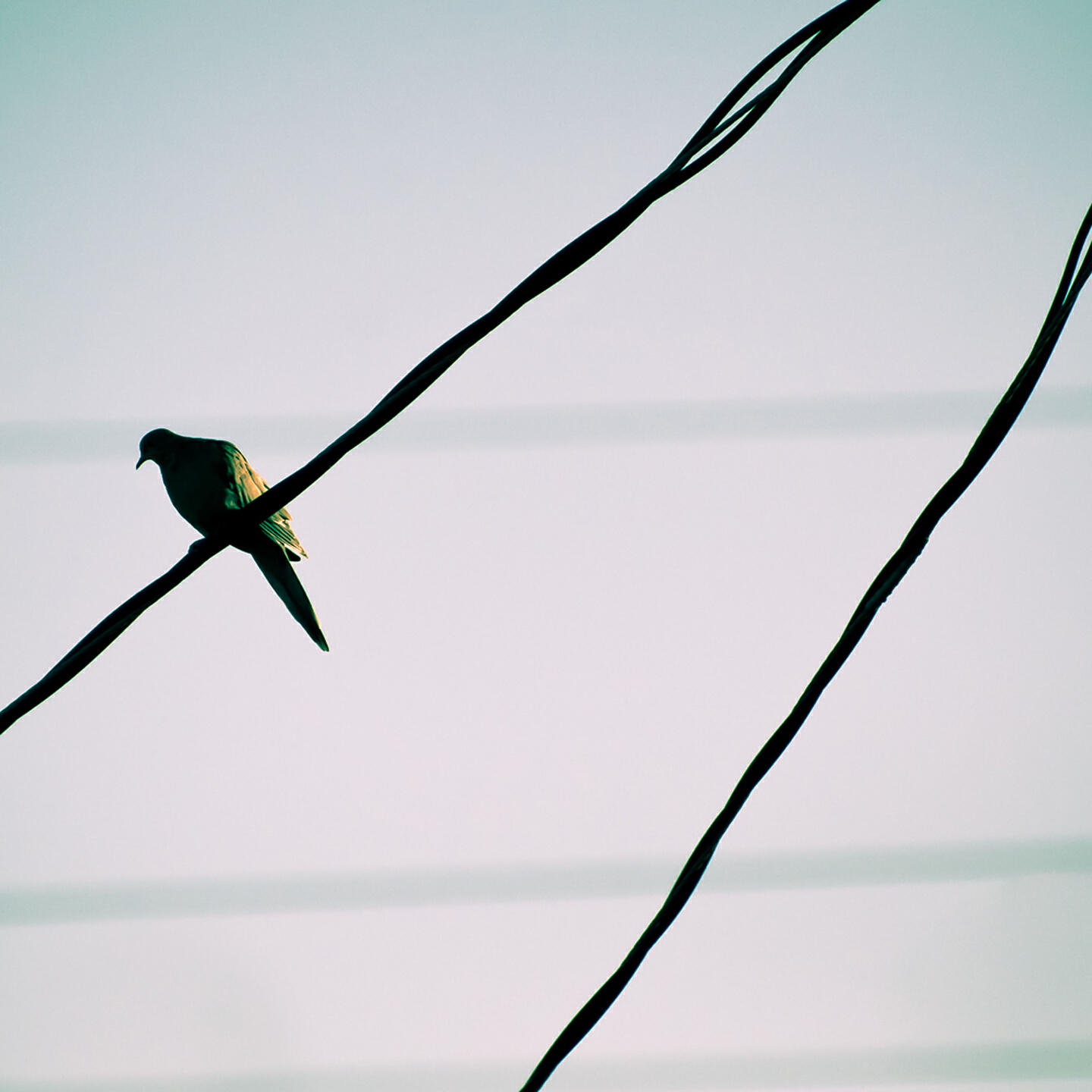 Релиз 月移花影