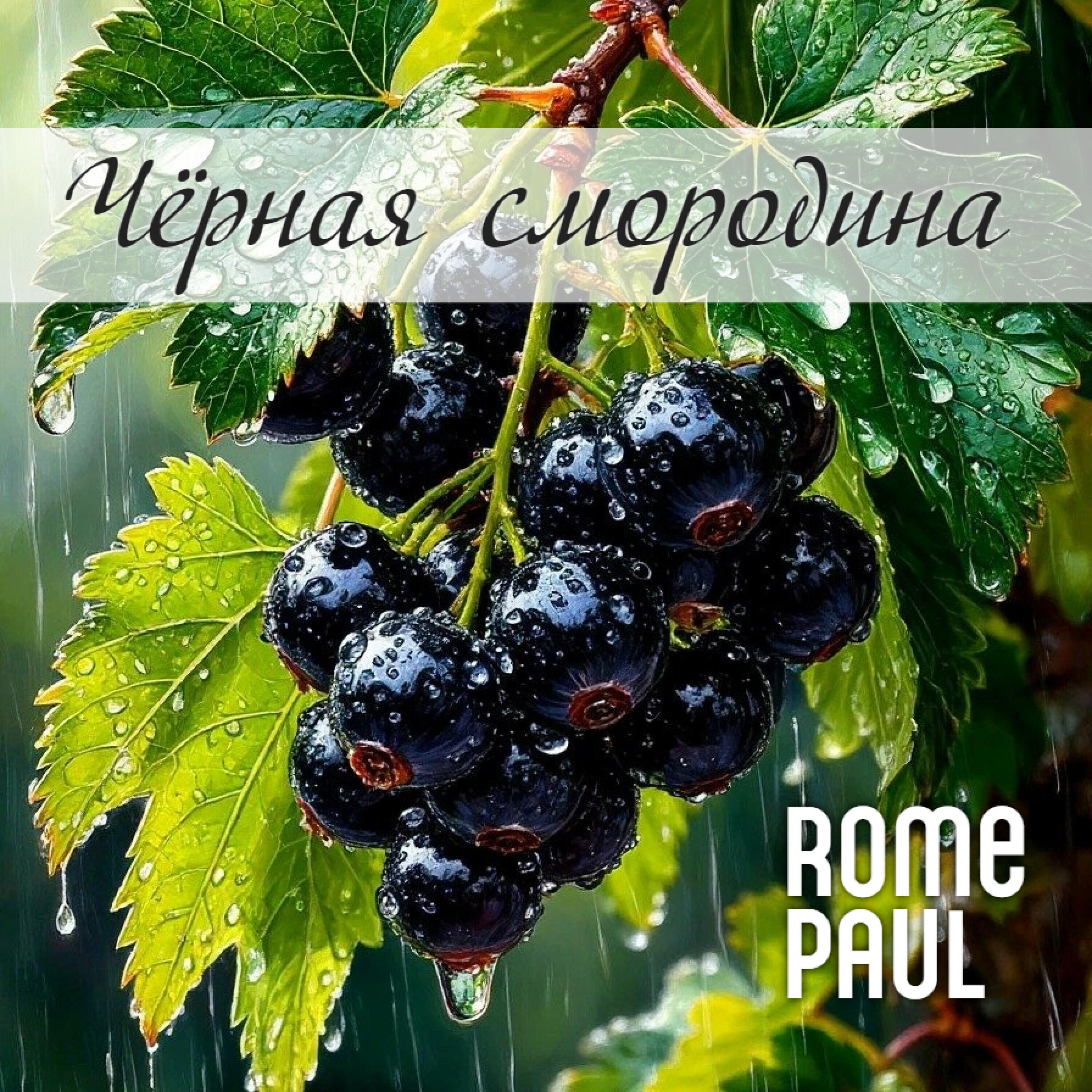 Релиз Чёрная смородина