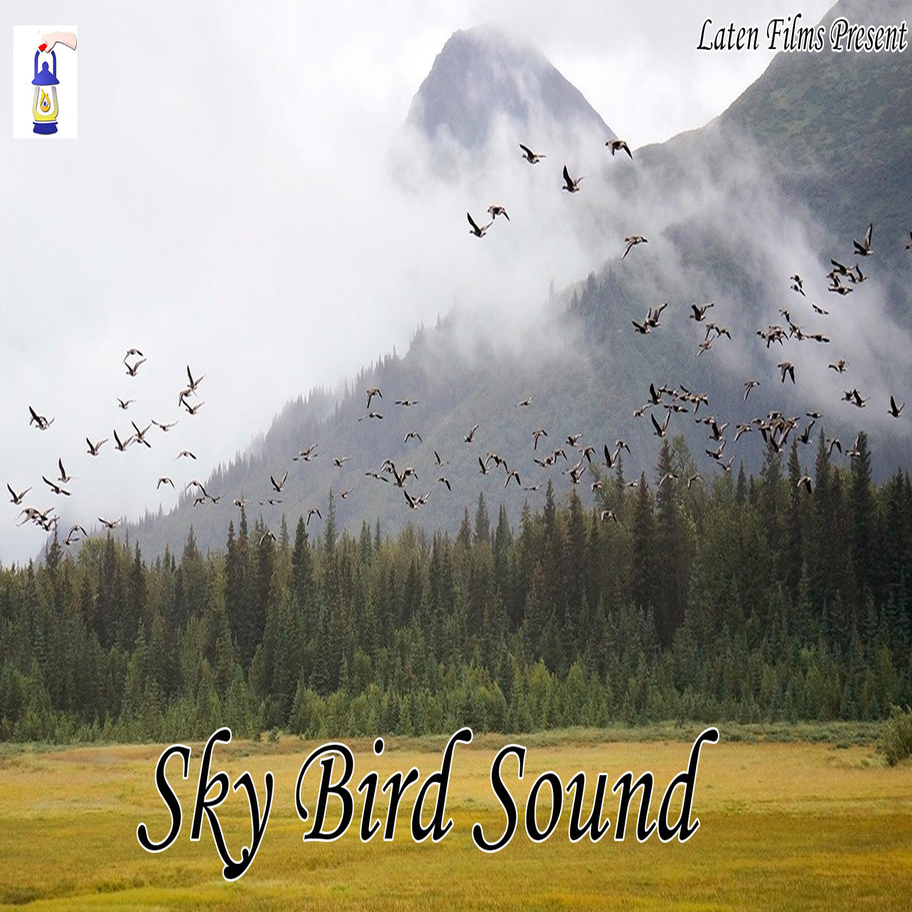 Релиз Sky Bird Sound
