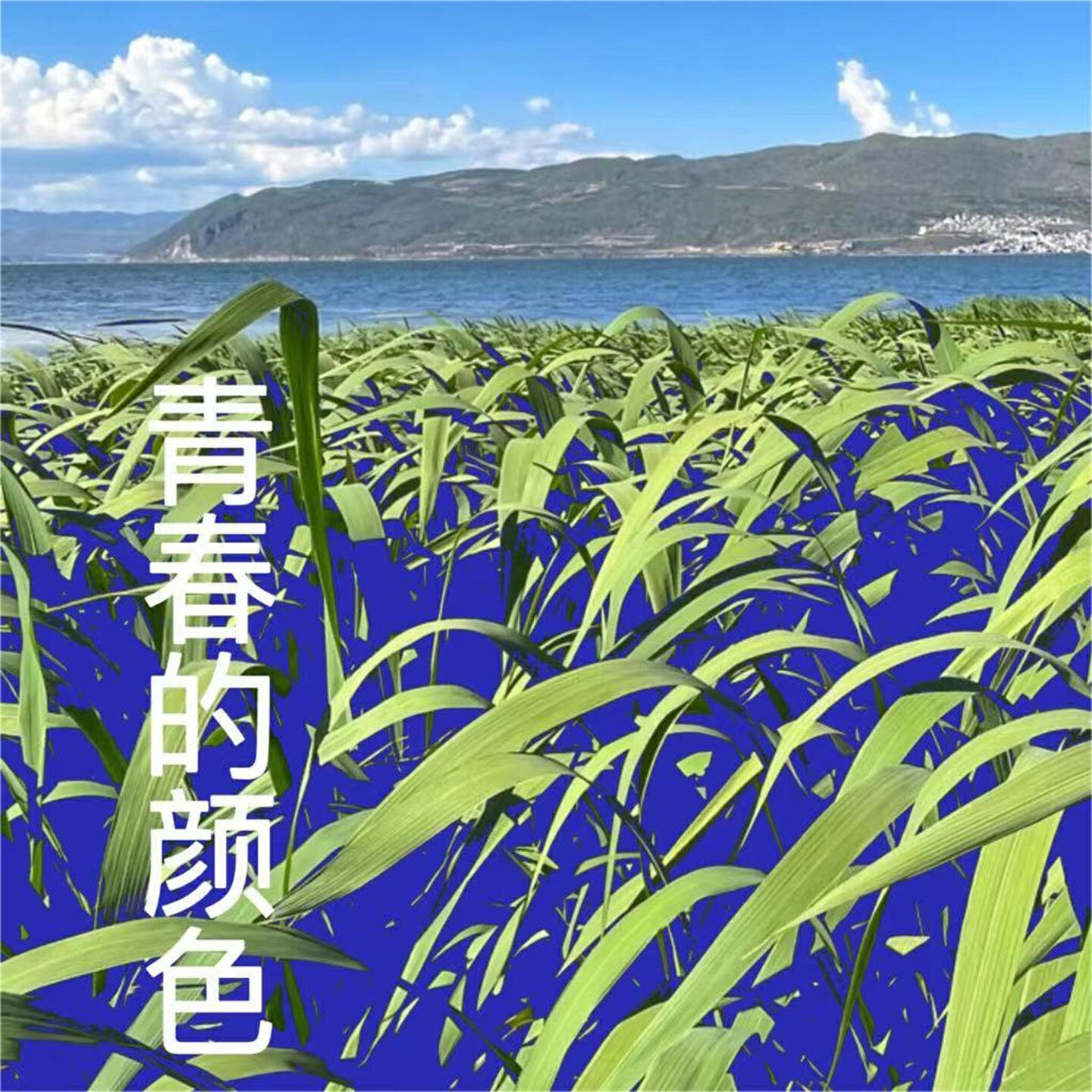 曾子岚