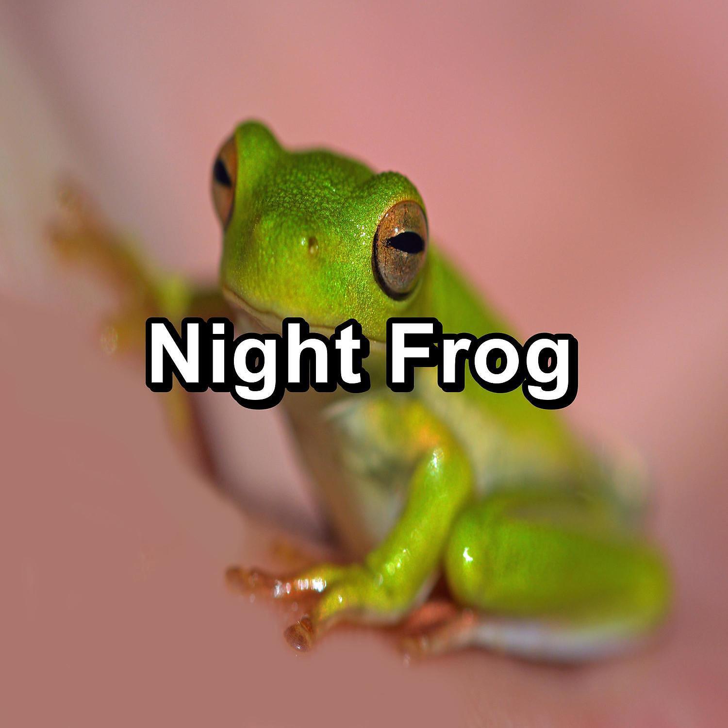 Релиз Night Frog