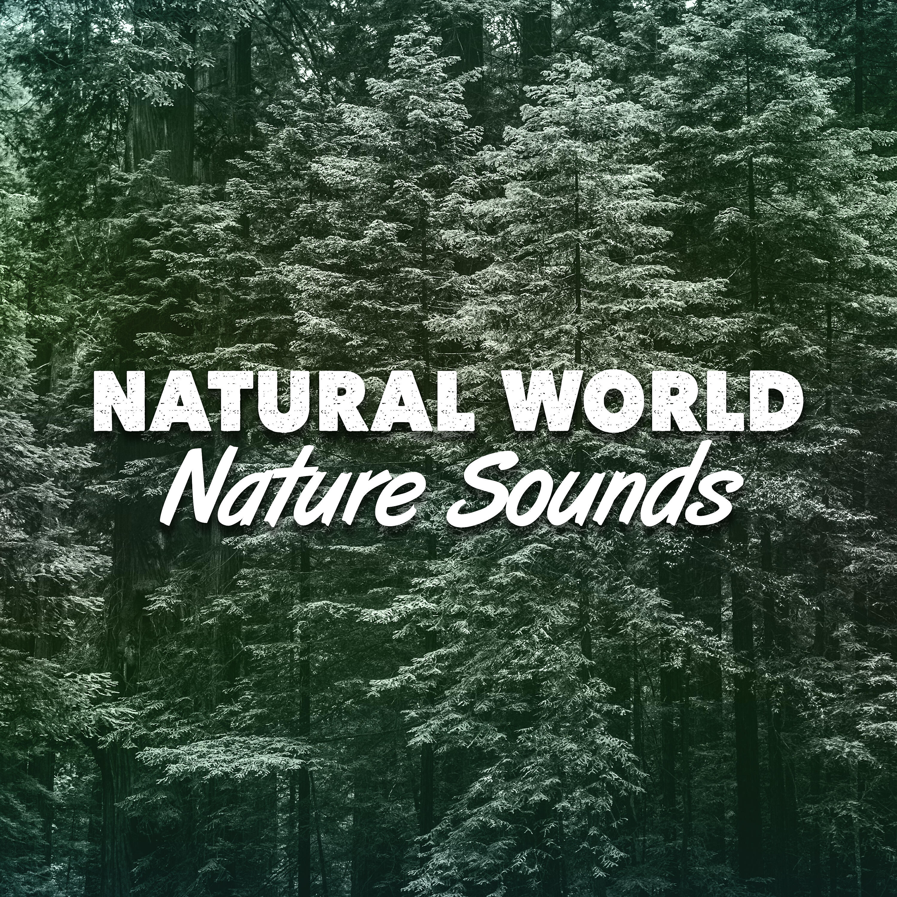 Mediation Sounds of Nature