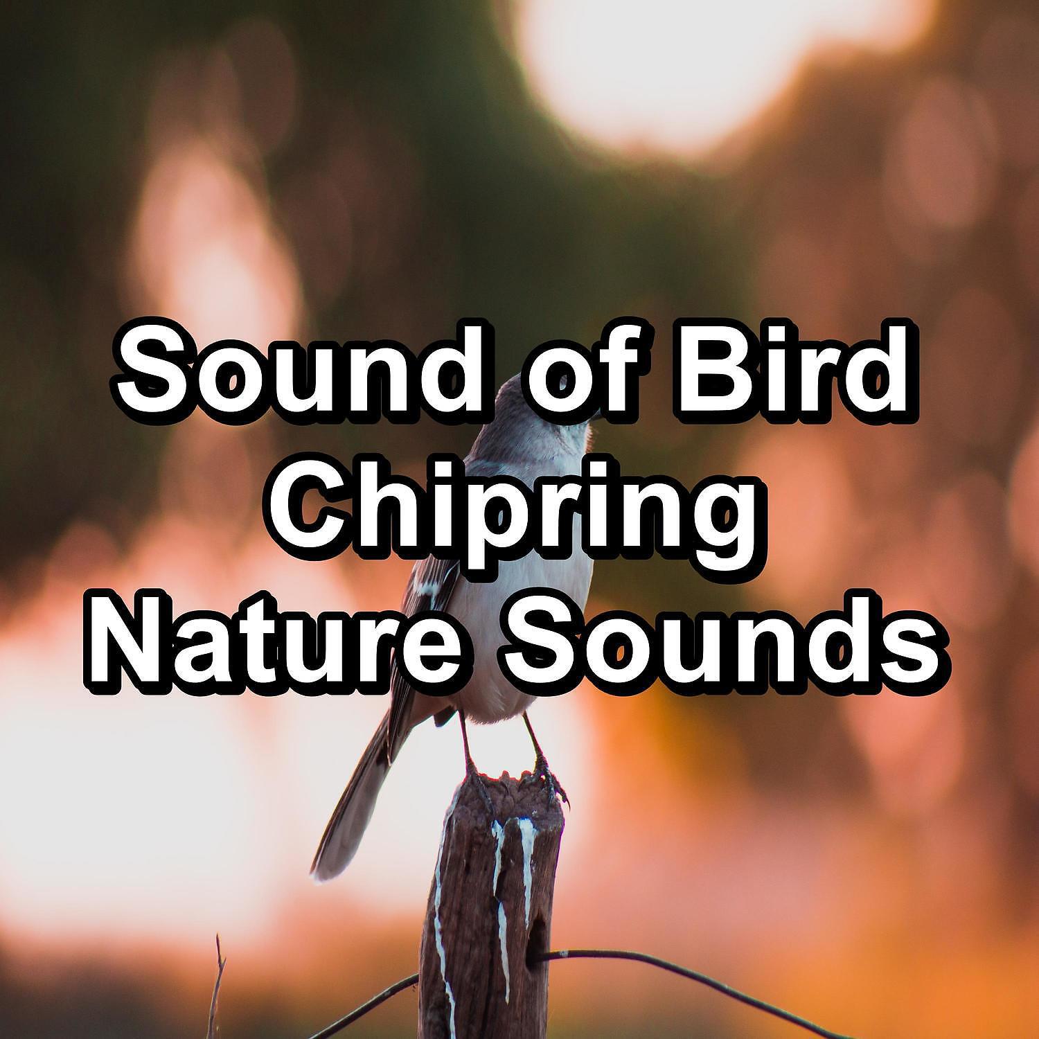 Релиз Sound of Bird Chipring Nature Sounds
