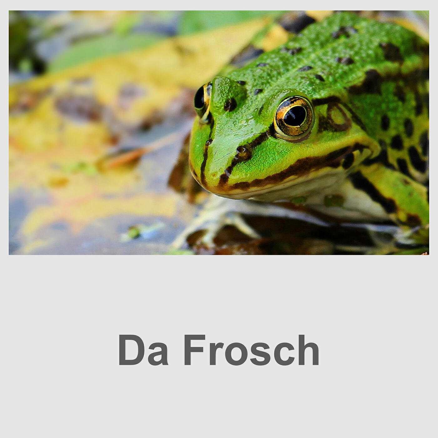 Релиз Da Frosch