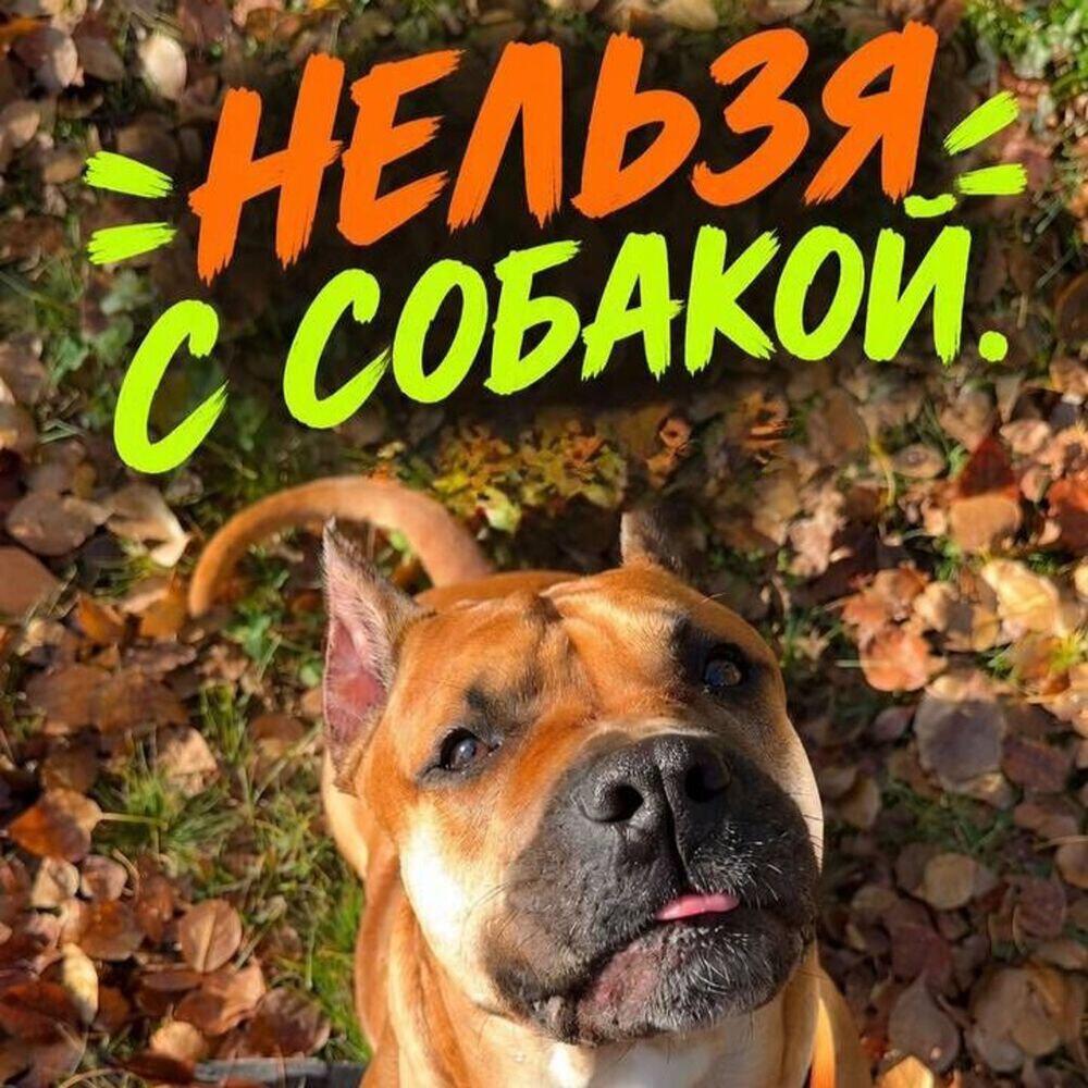 Релиз Нельзя с собакой