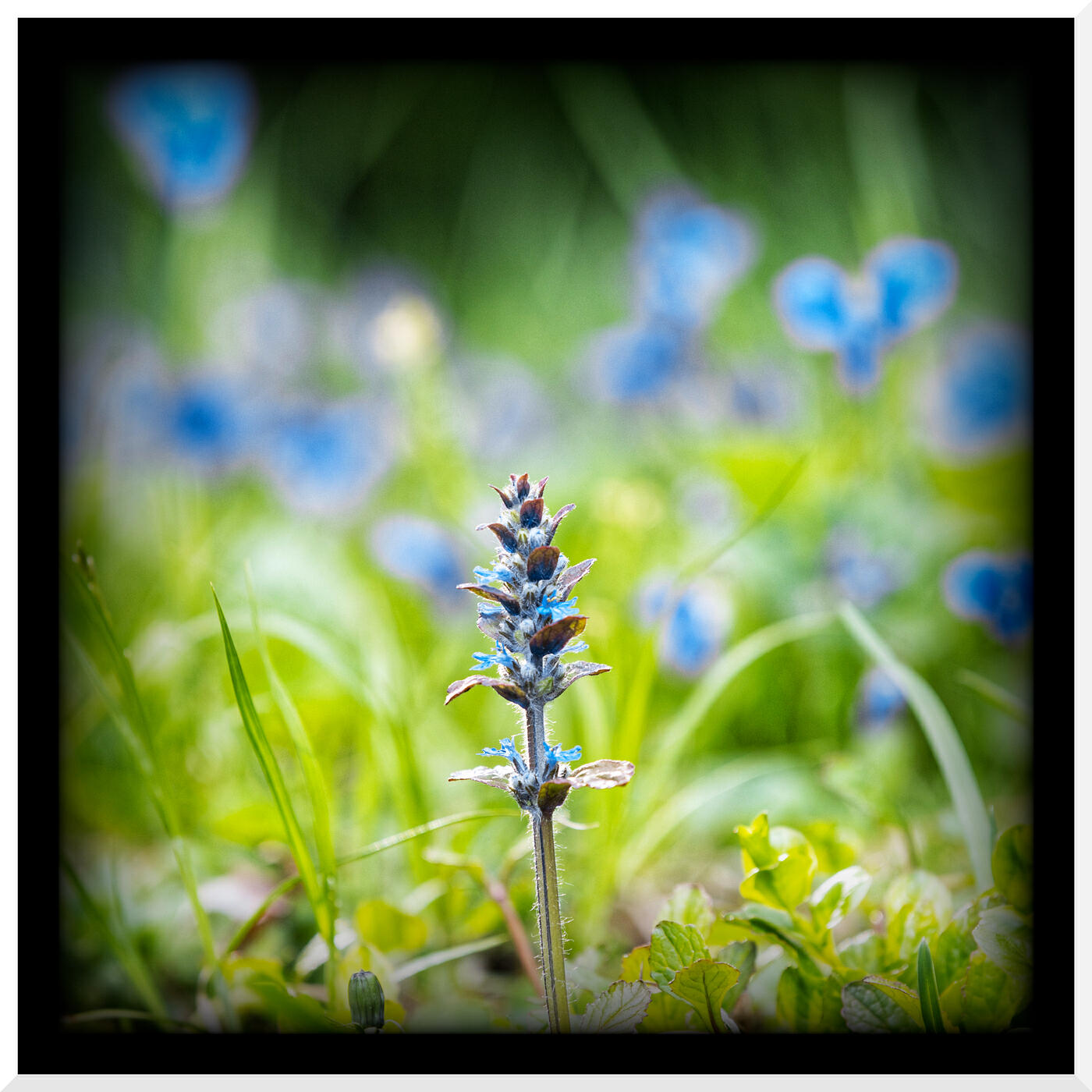 Релиз Wildflower