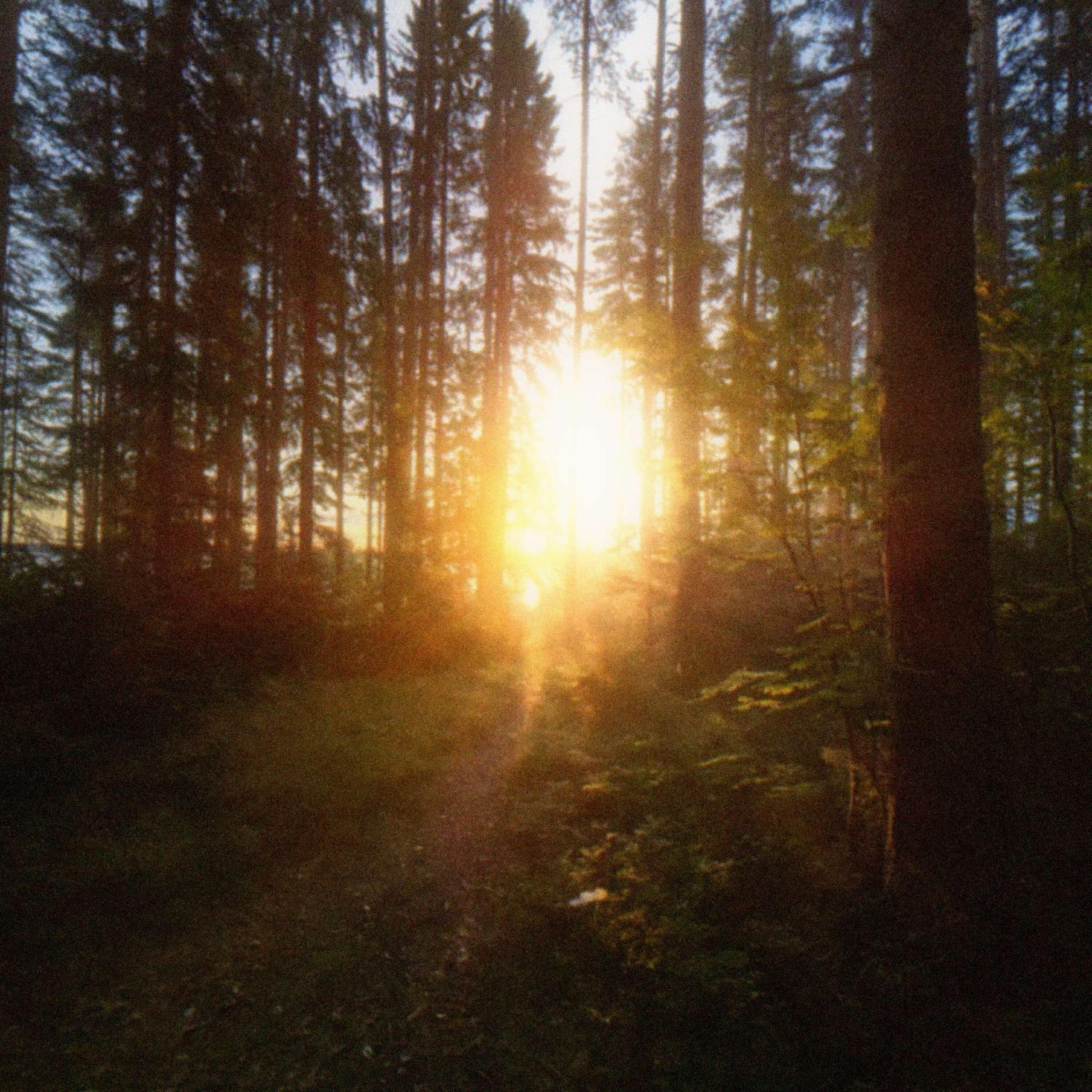 Релиз sequoia
