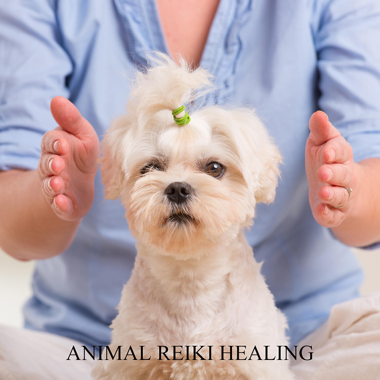 Релиз Animal Reiki Healing: Calming Therapy Meditation Music