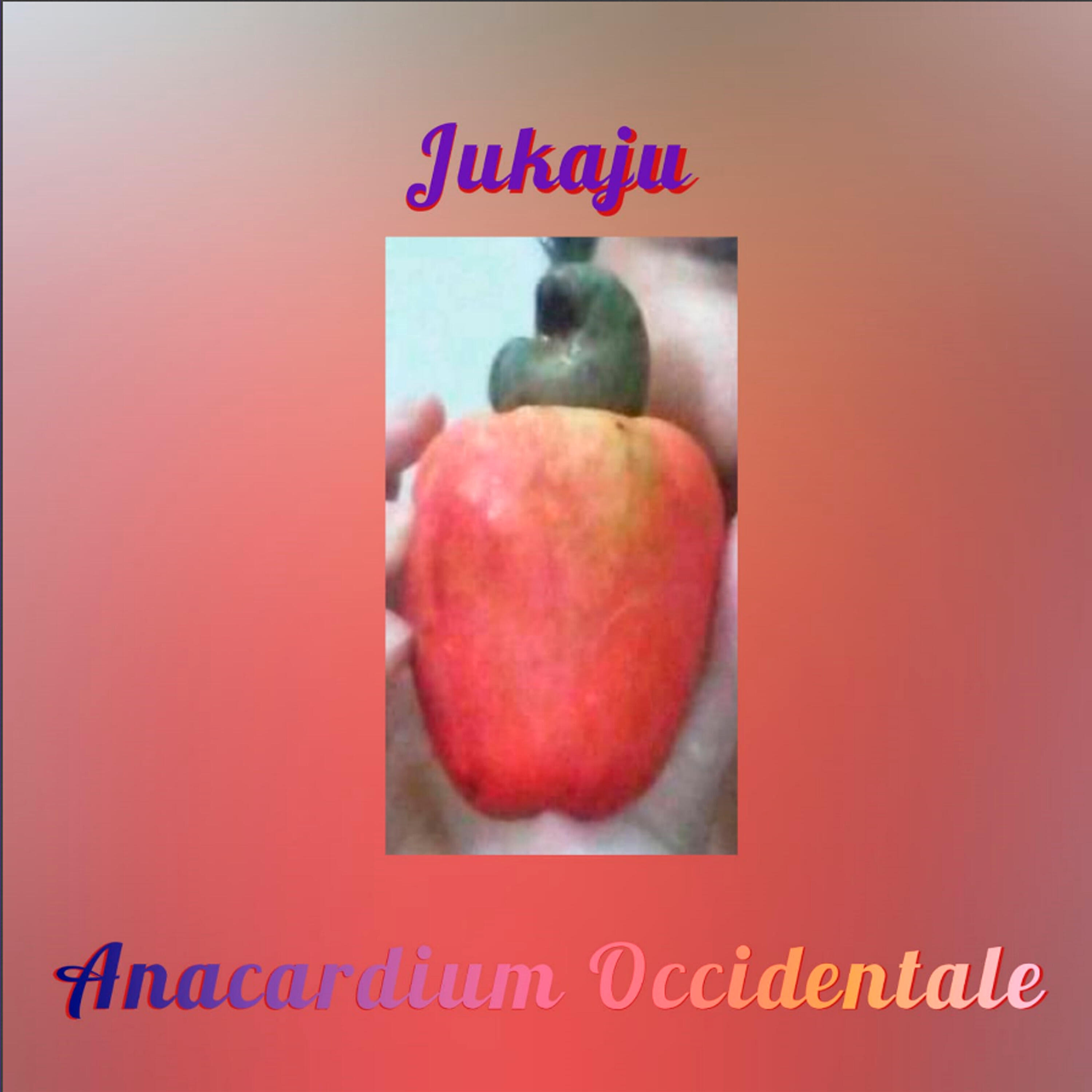 Релиз Anacardium Occidentale
