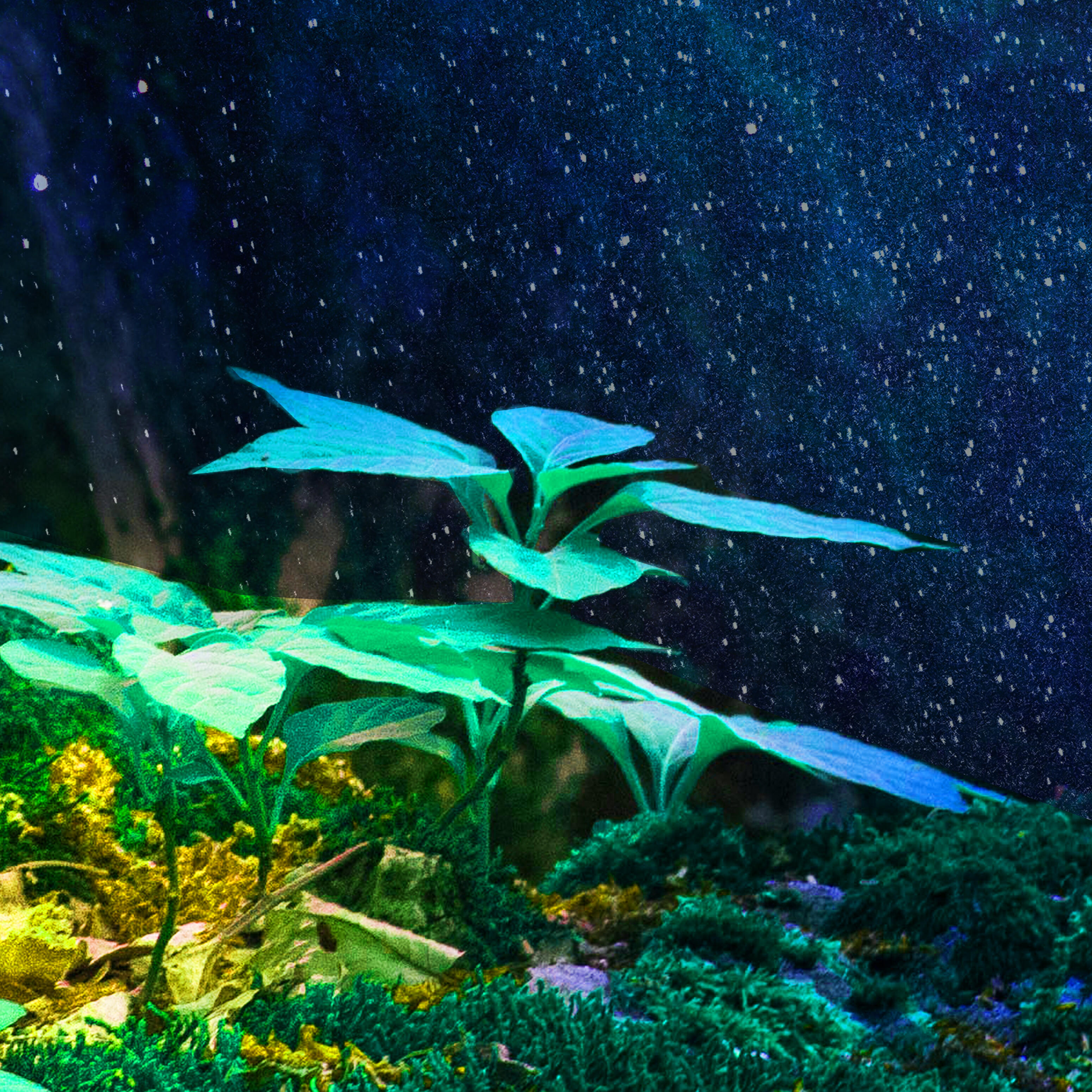 Релиз Calming Music with Relaxing Nature Sounds