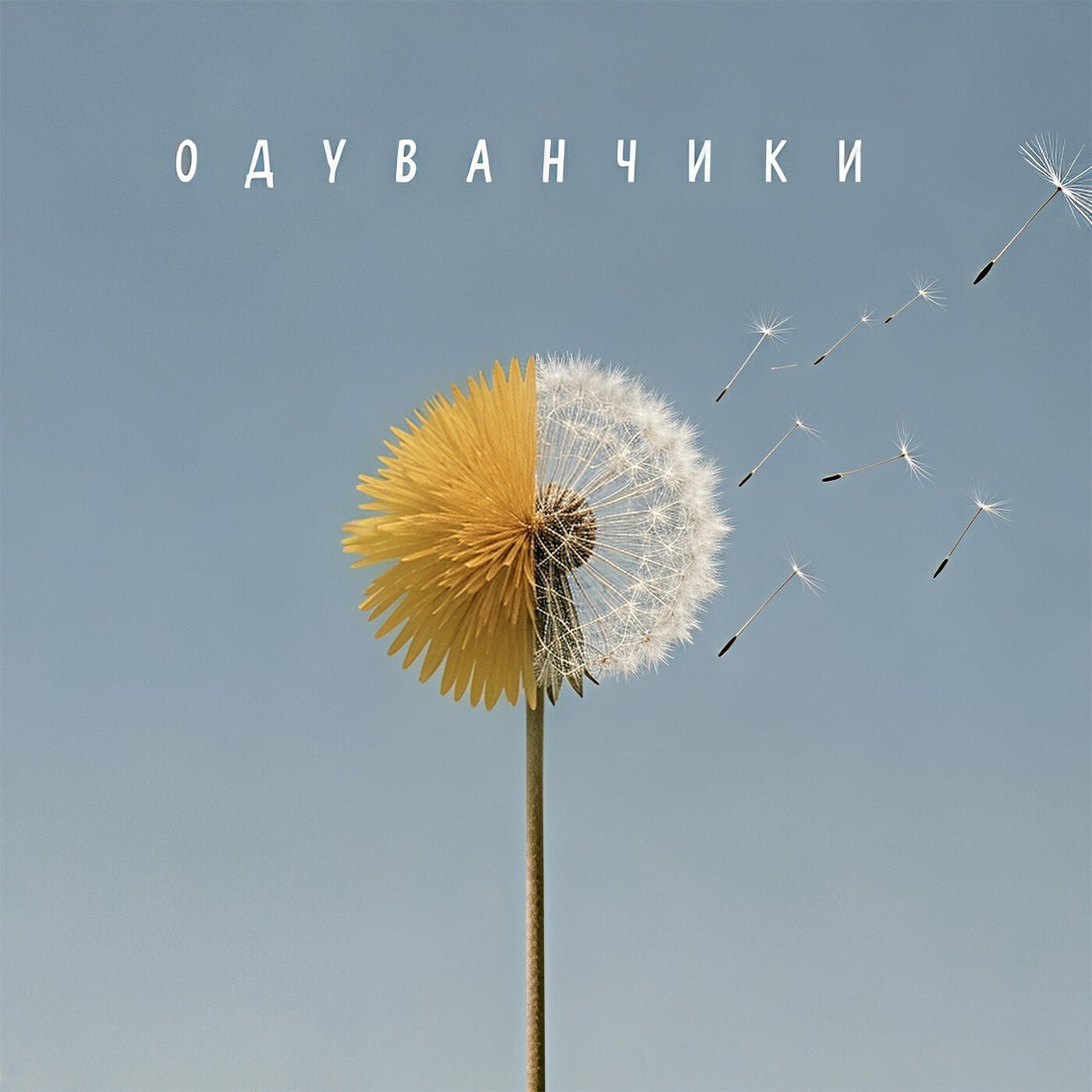 Релиз одуванчики
