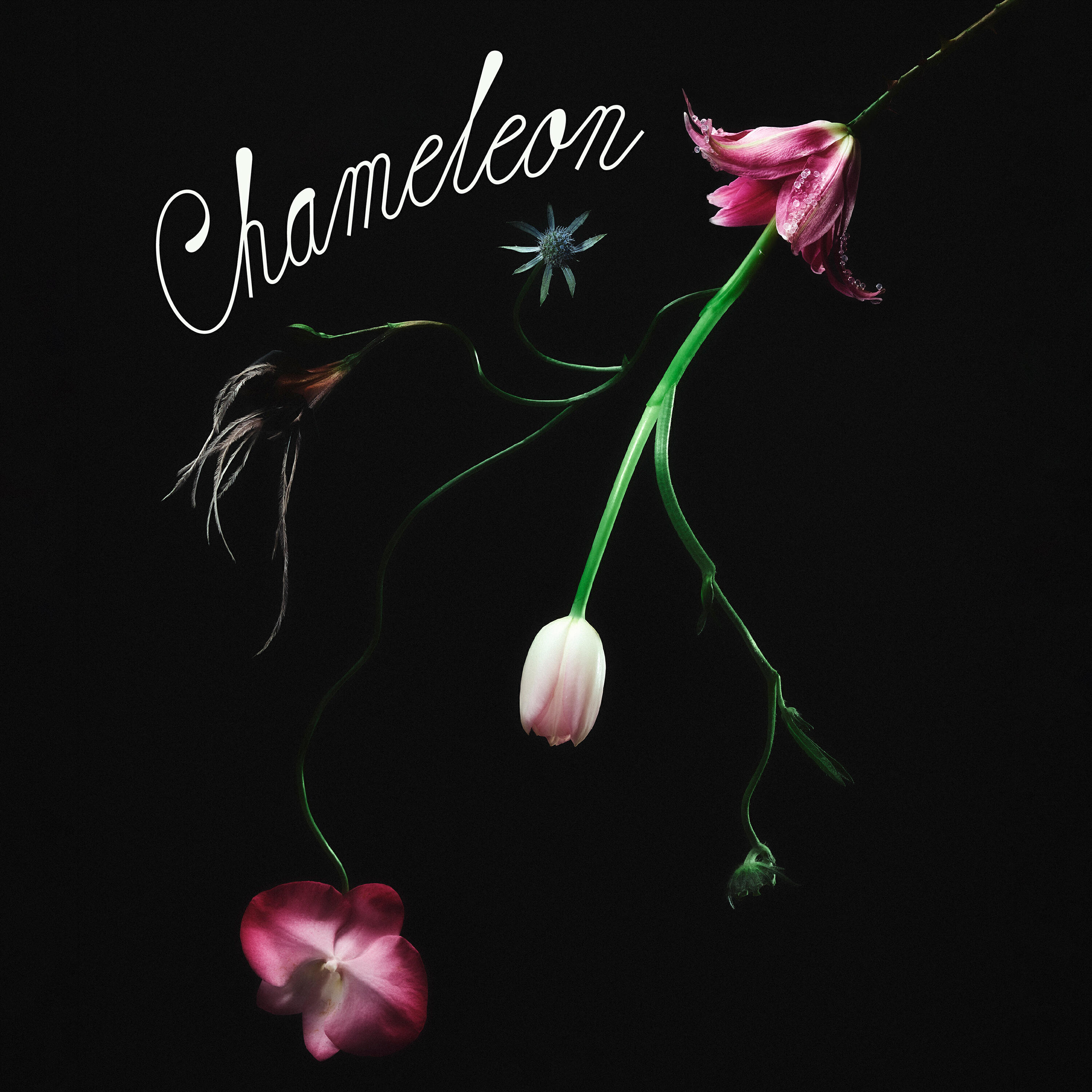 Релиз Chameleon