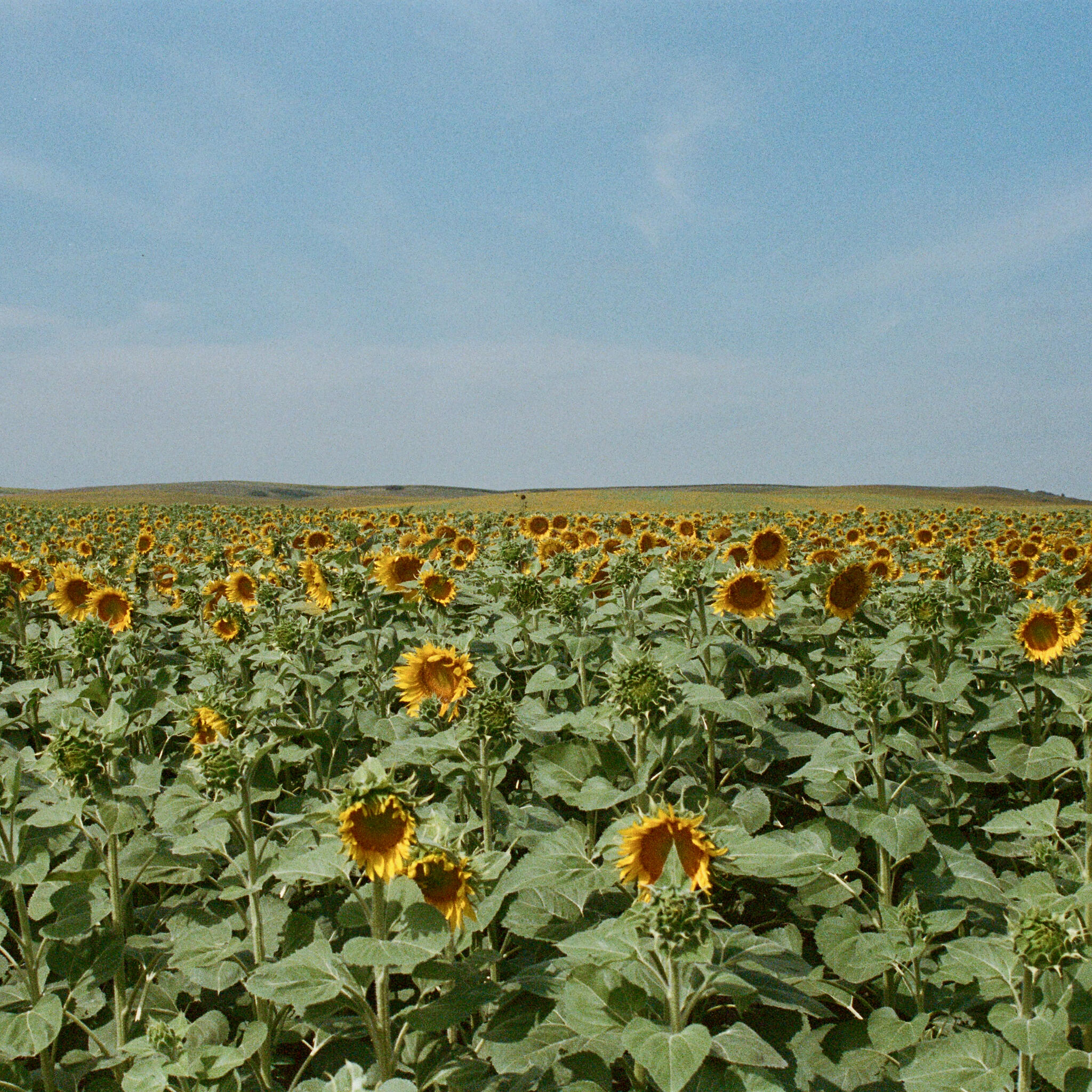 Релиз Sunny