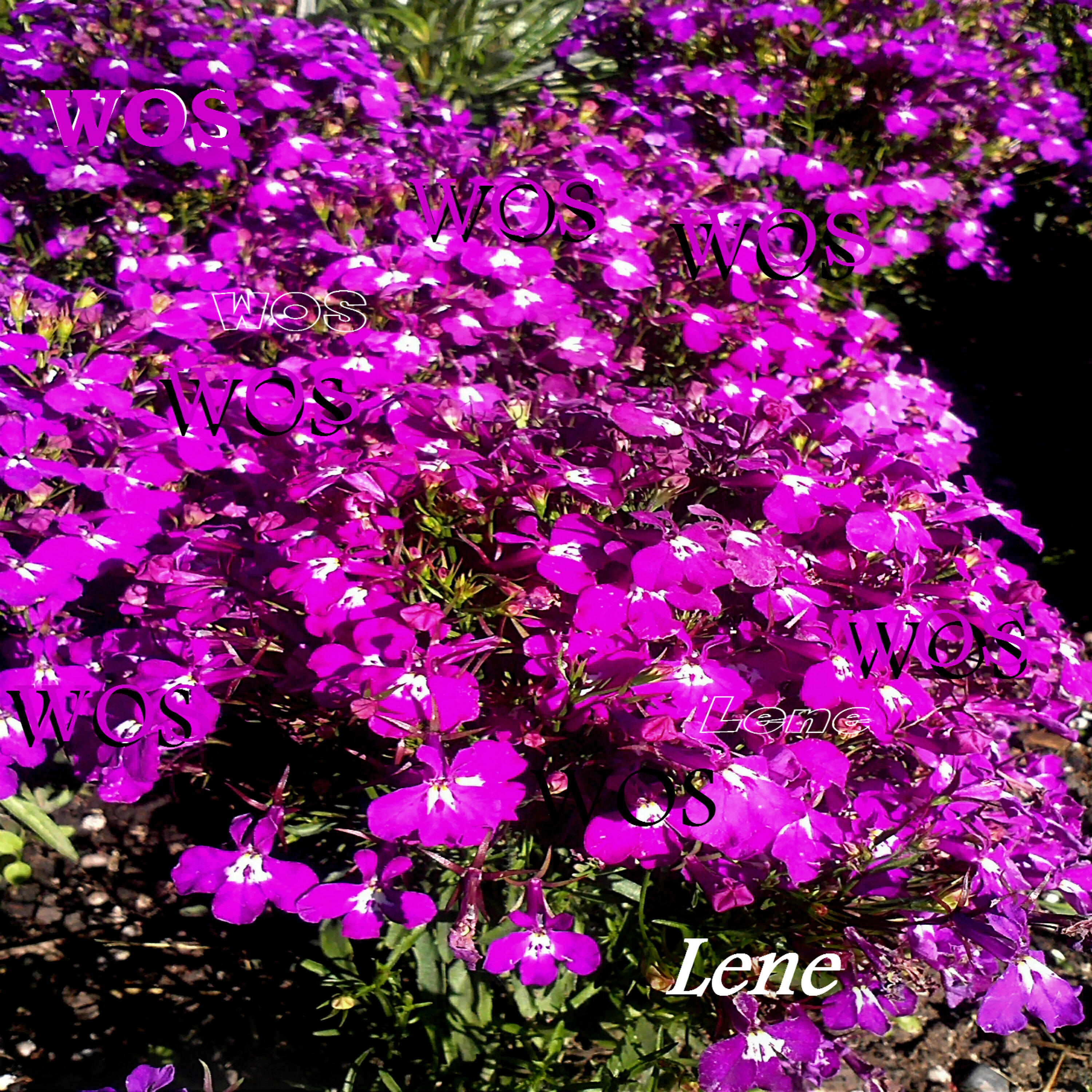 Релиз Lene
