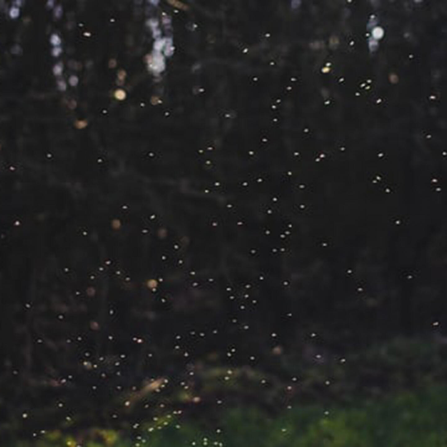 Релиз fireflies