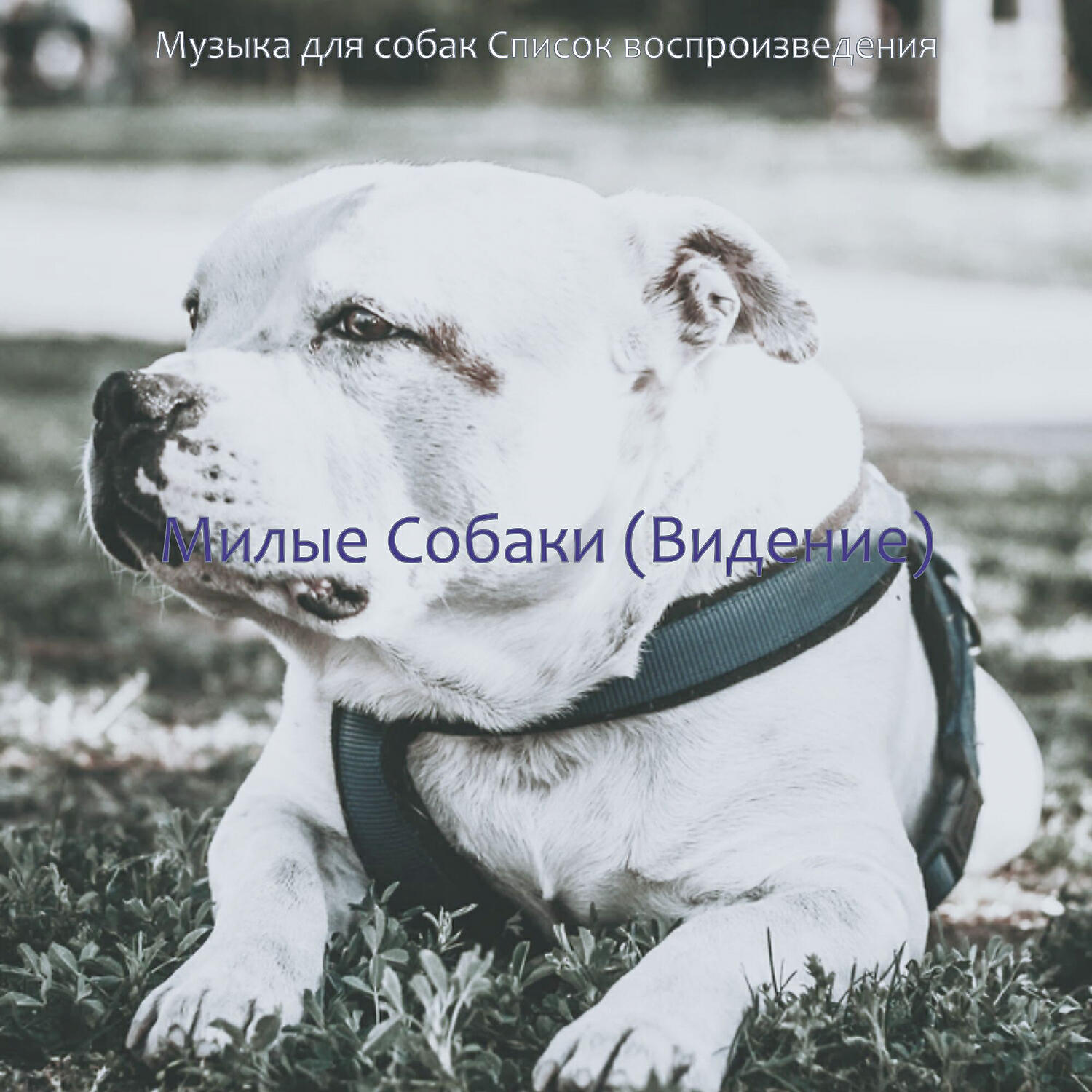 Постер альбома Милые Собаки (Видение)