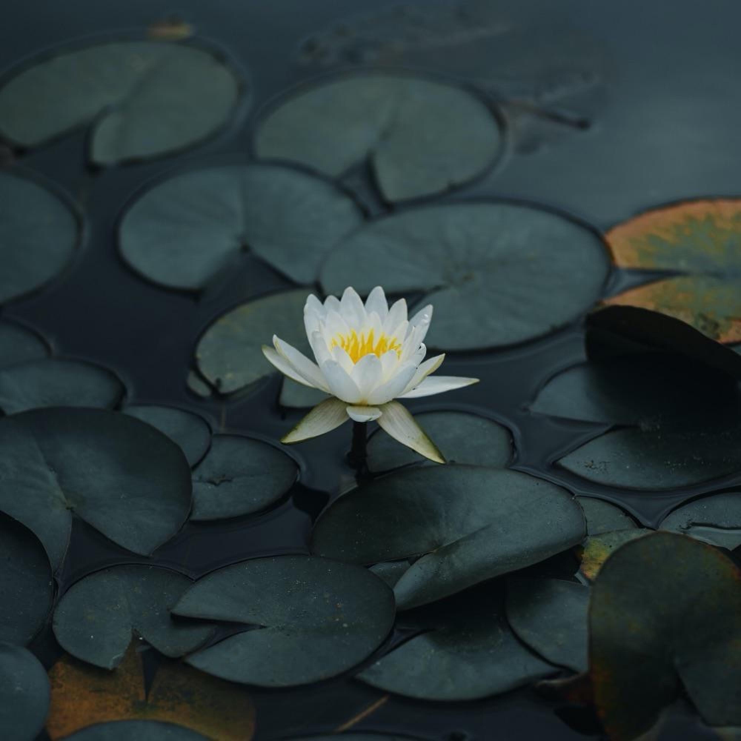 Релиз 莲池夜月