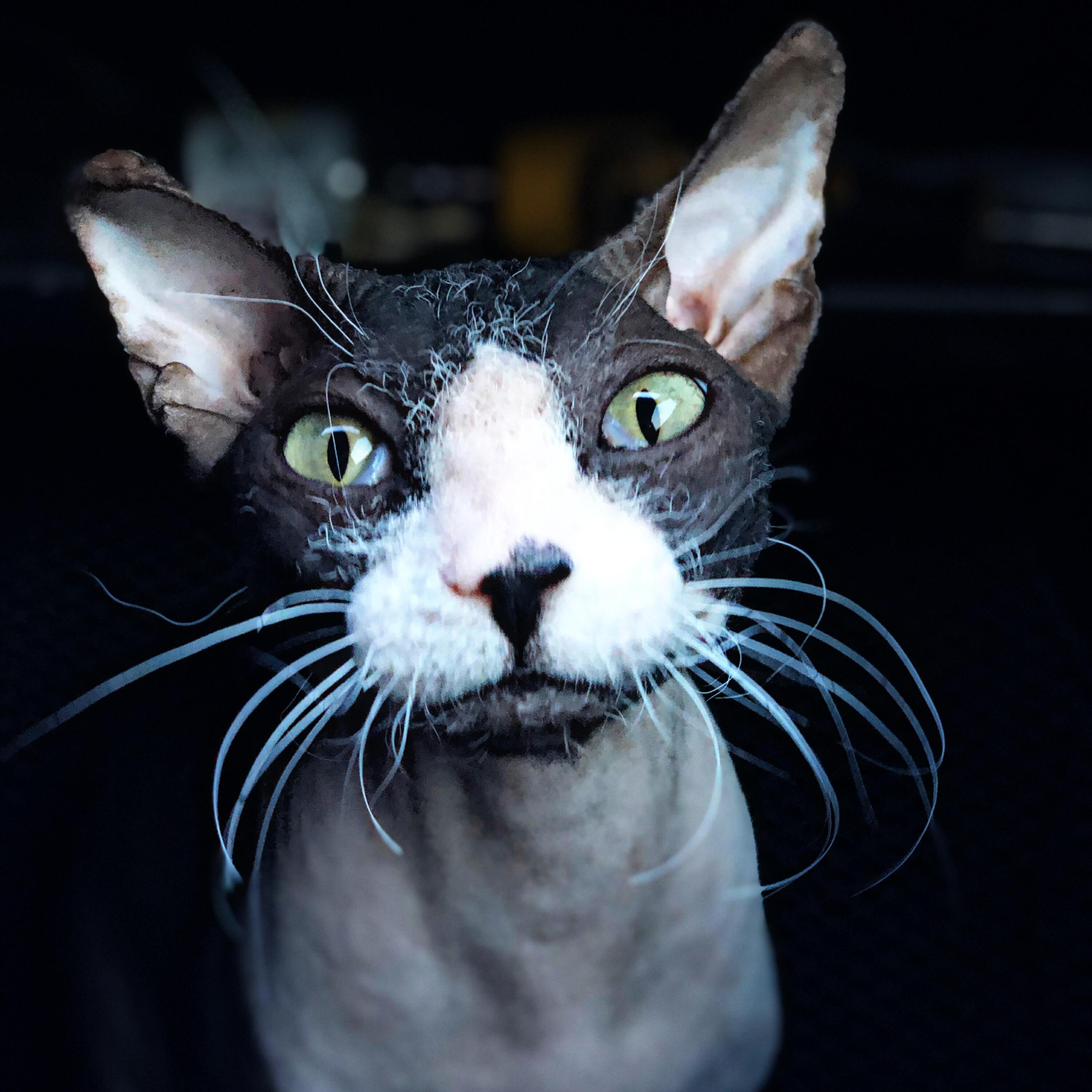 Постер альбома Кота катать