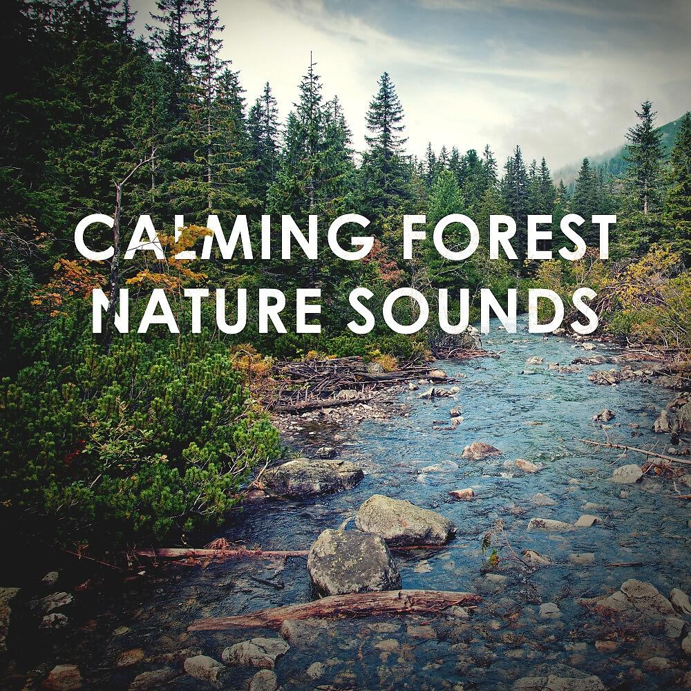 Релиз Calming Forest Nature Sounds: Peaceful De-Stress Study Sleep and Yoga Relaxation