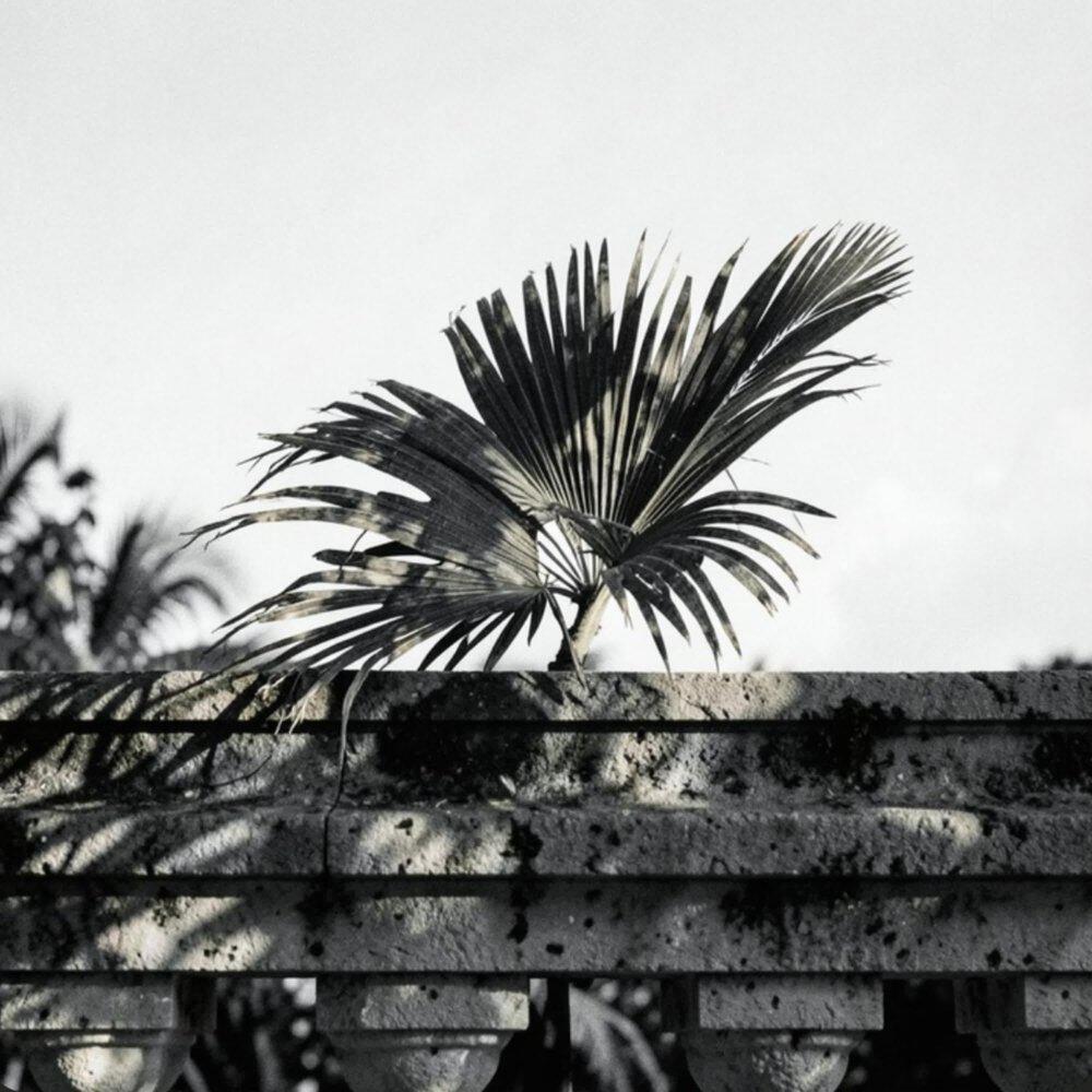 Релиз Palmera